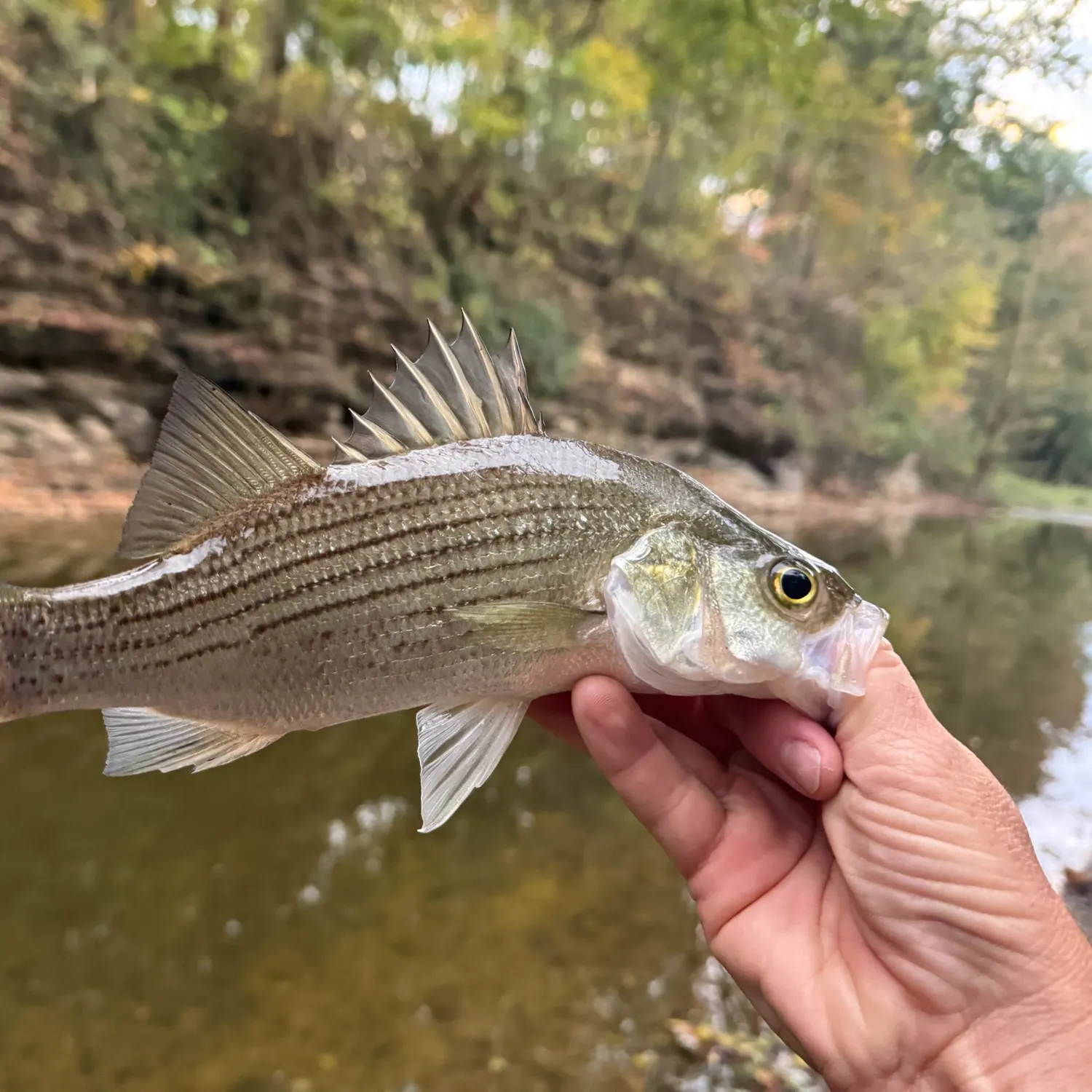 White bass caught on Fishbrain