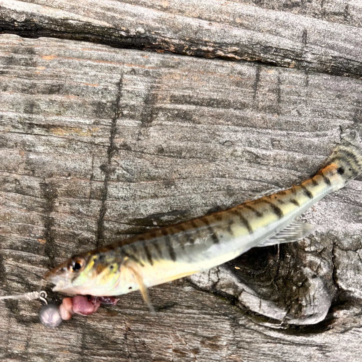 The most popular recent Common logperch catch on Fishbrain