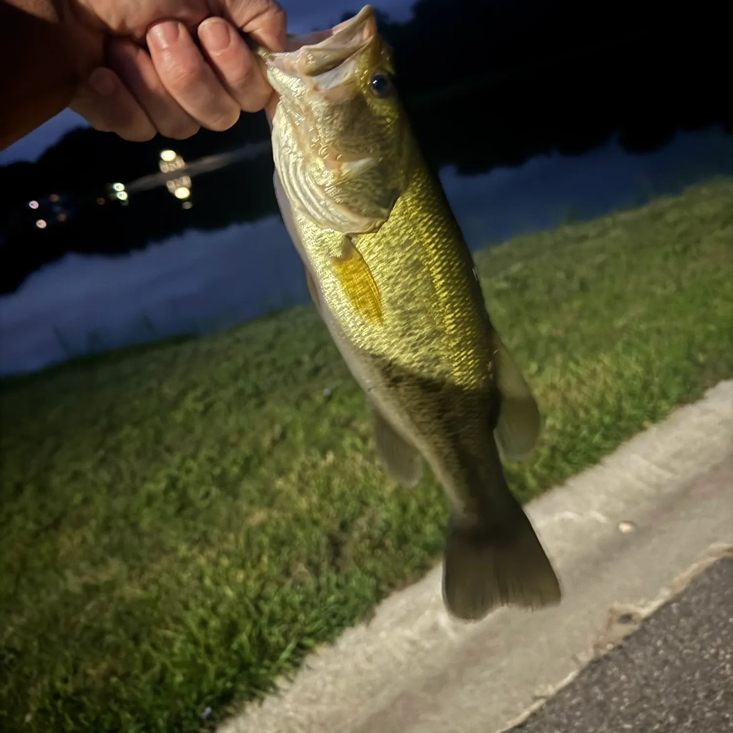 Largemouth bass caught on Fishbrain