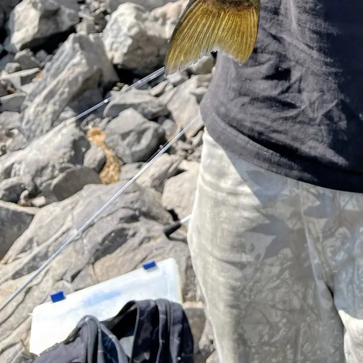 Fish caught on Fishbrain