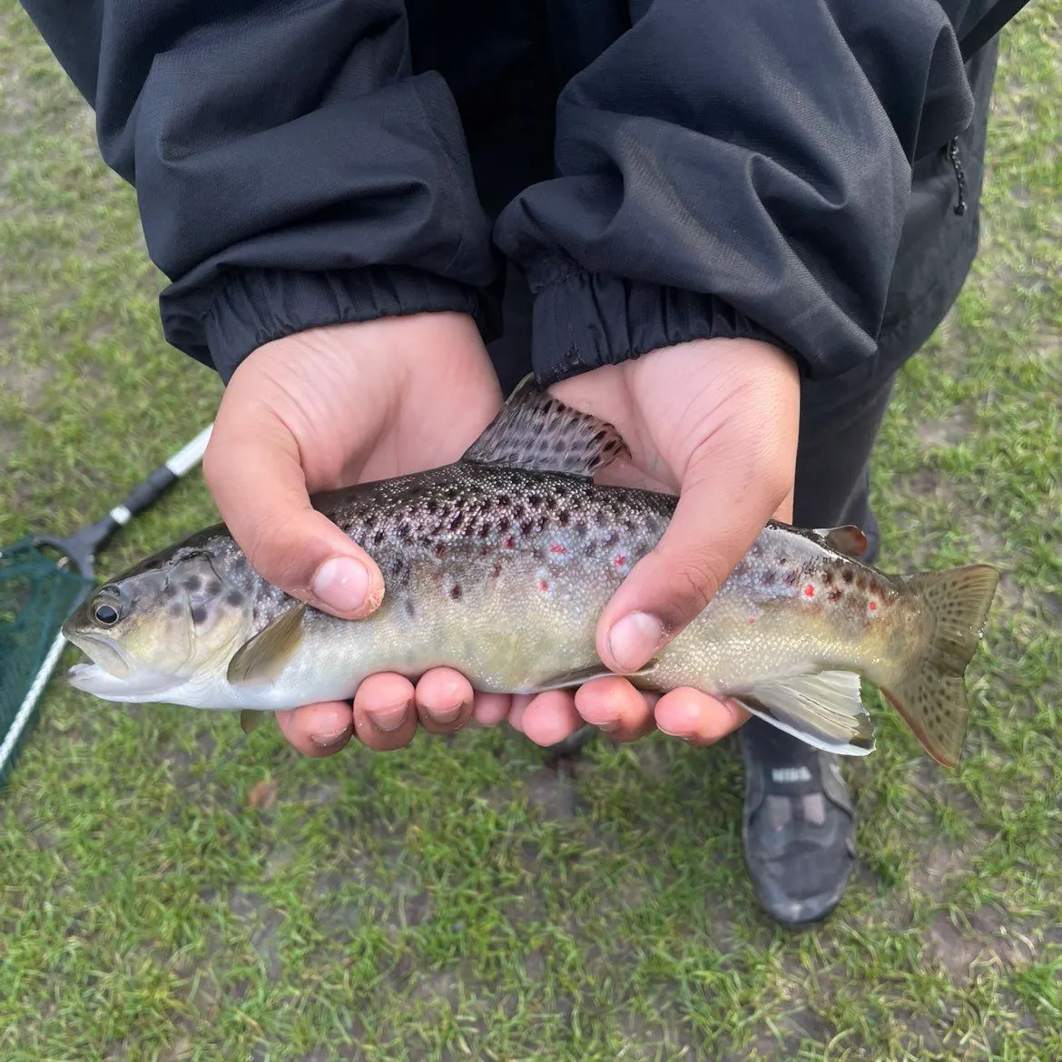 The most recent Lake trout catches on Fishbrain