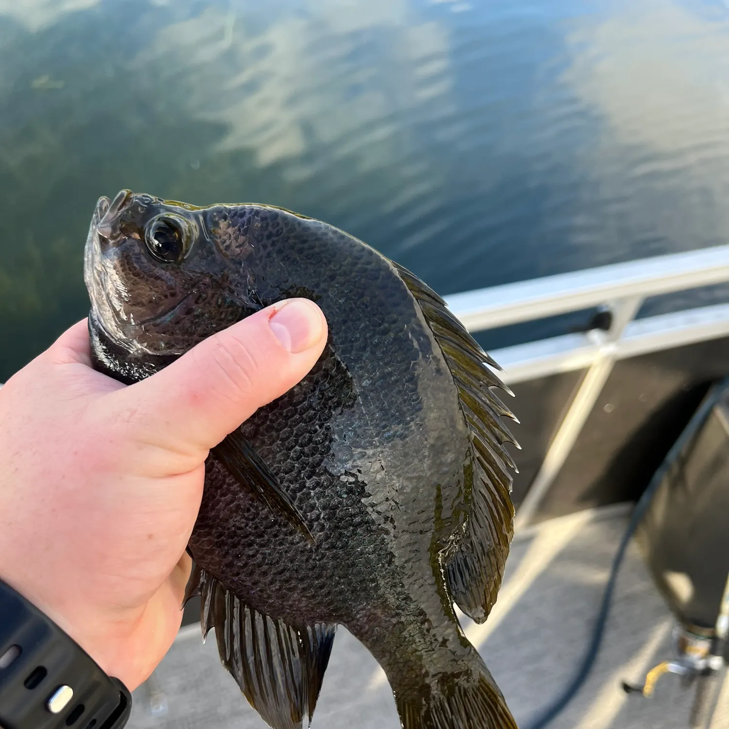 Bluegill caught on Fishbrain