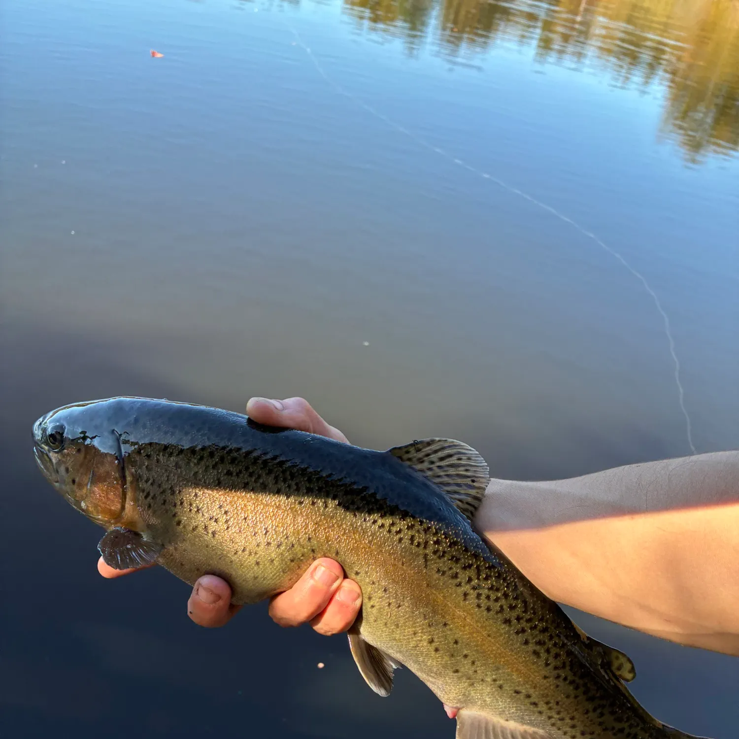 Rainbow trout caught on Fishbrain