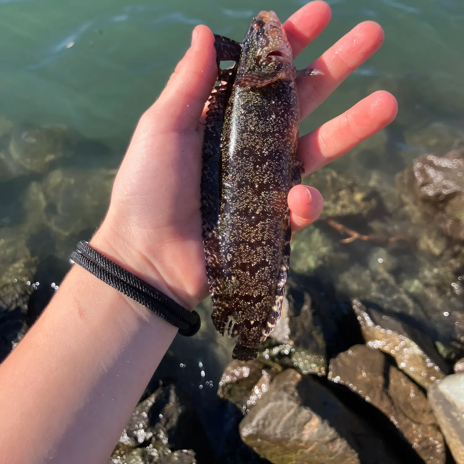 The most recent Onespot fringehead catches on Fishbrain