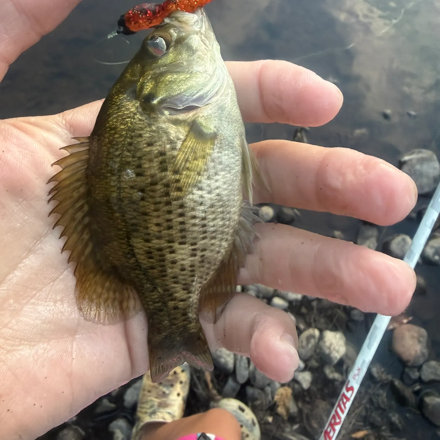 Rock bass caught on Fishbrain
