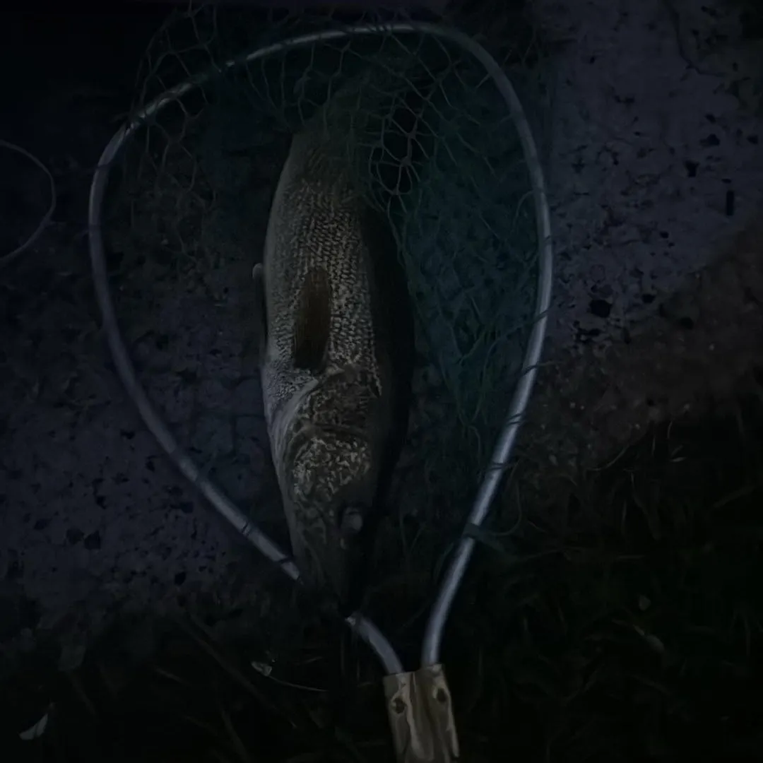Walleye caught on Fishbrain