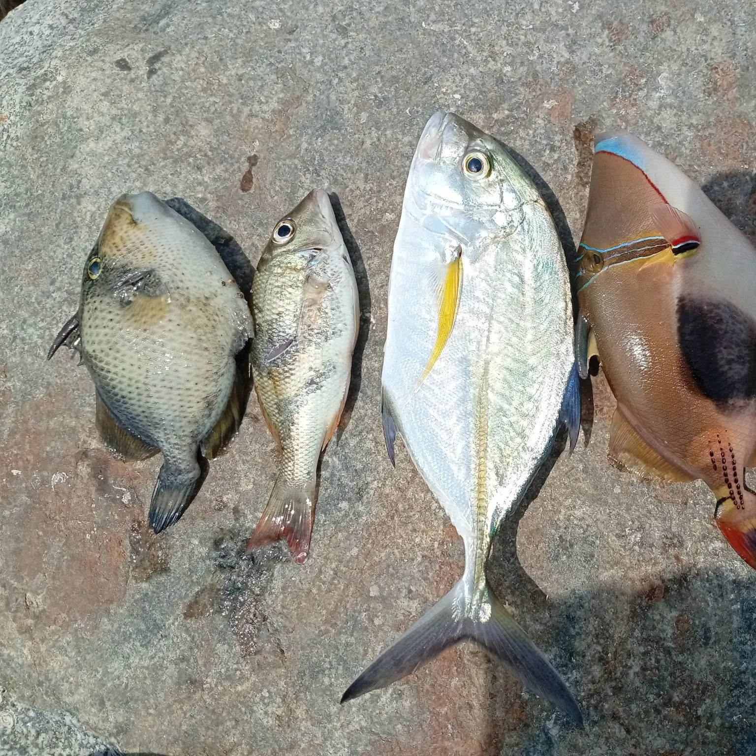 recently logged catches