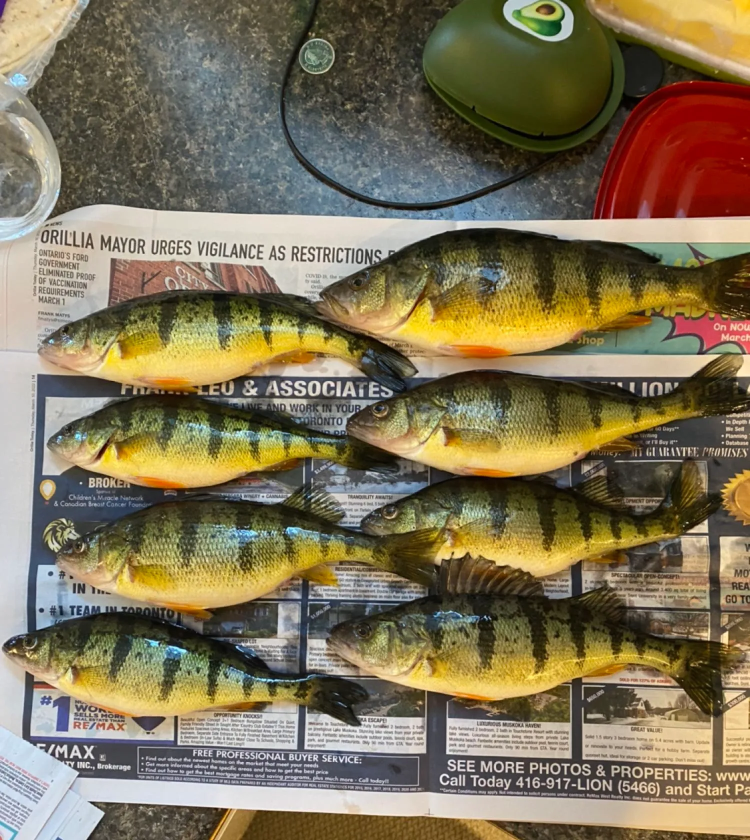 recently logged catches