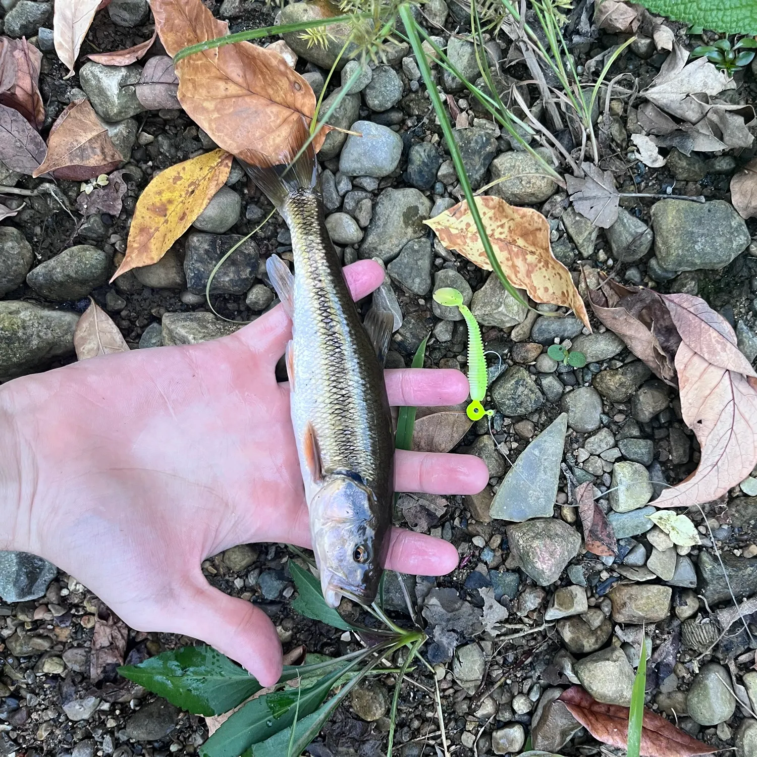 Creek chub caught on Fishbrain