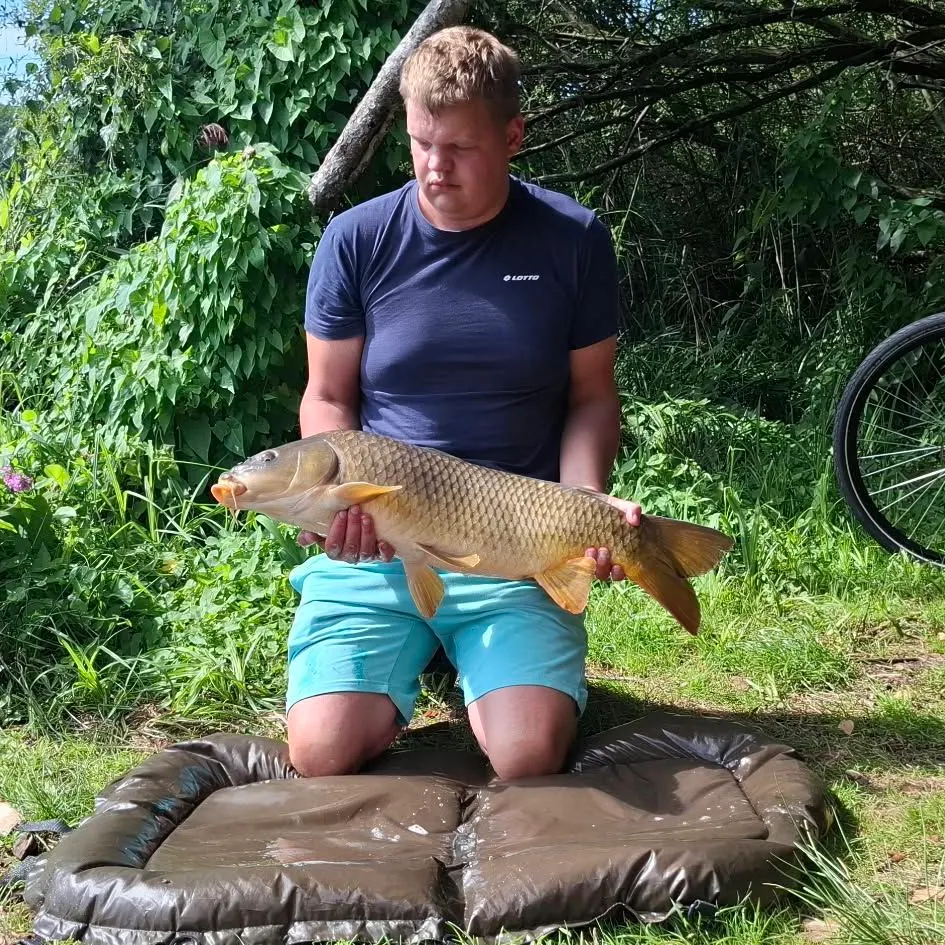 Common carp caught on Fishbrain