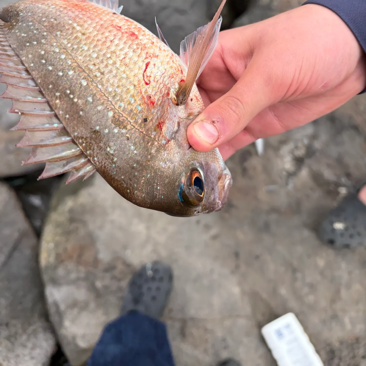 Australasian snapper caught on Fishbrain