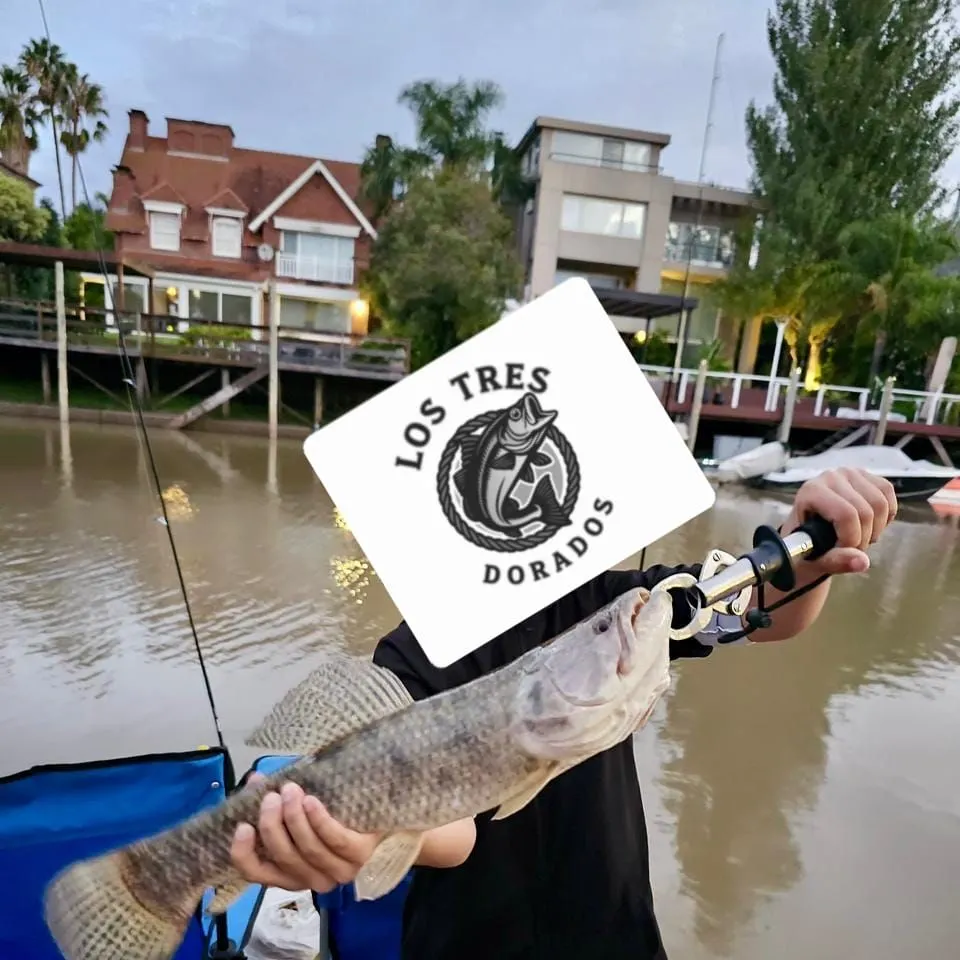 The most recent Trahira catches on Fishbrain