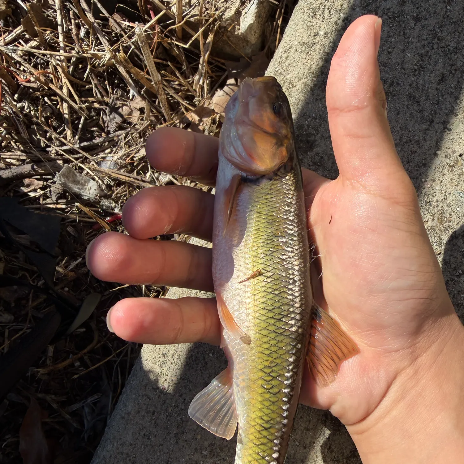 Creek chub caught on Fishbrain