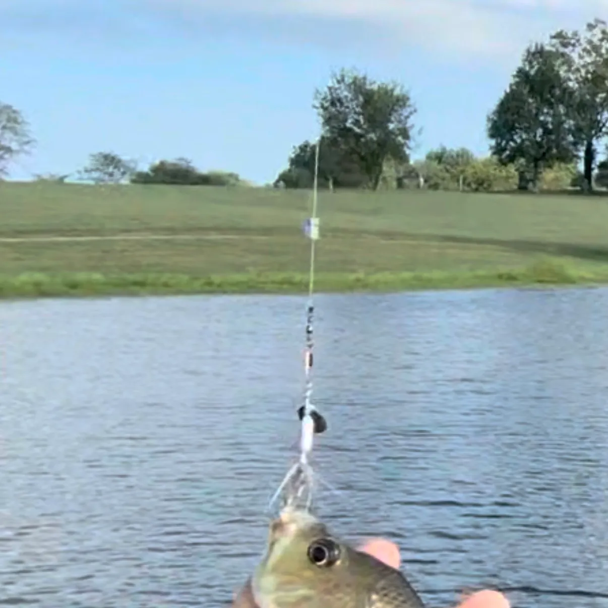 Bluegill caught on Fishbrain