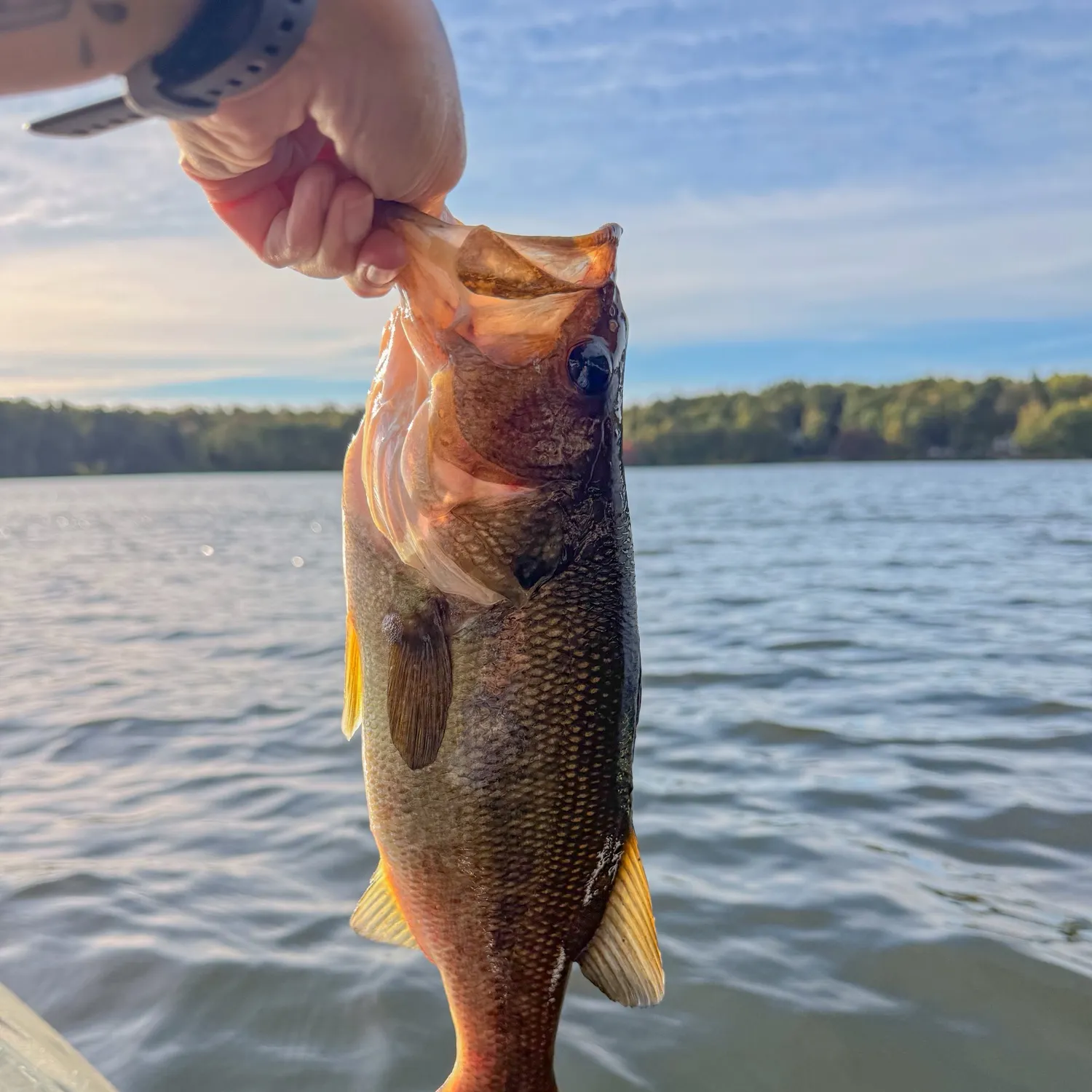 Largemouth bass caught on Fishbrain