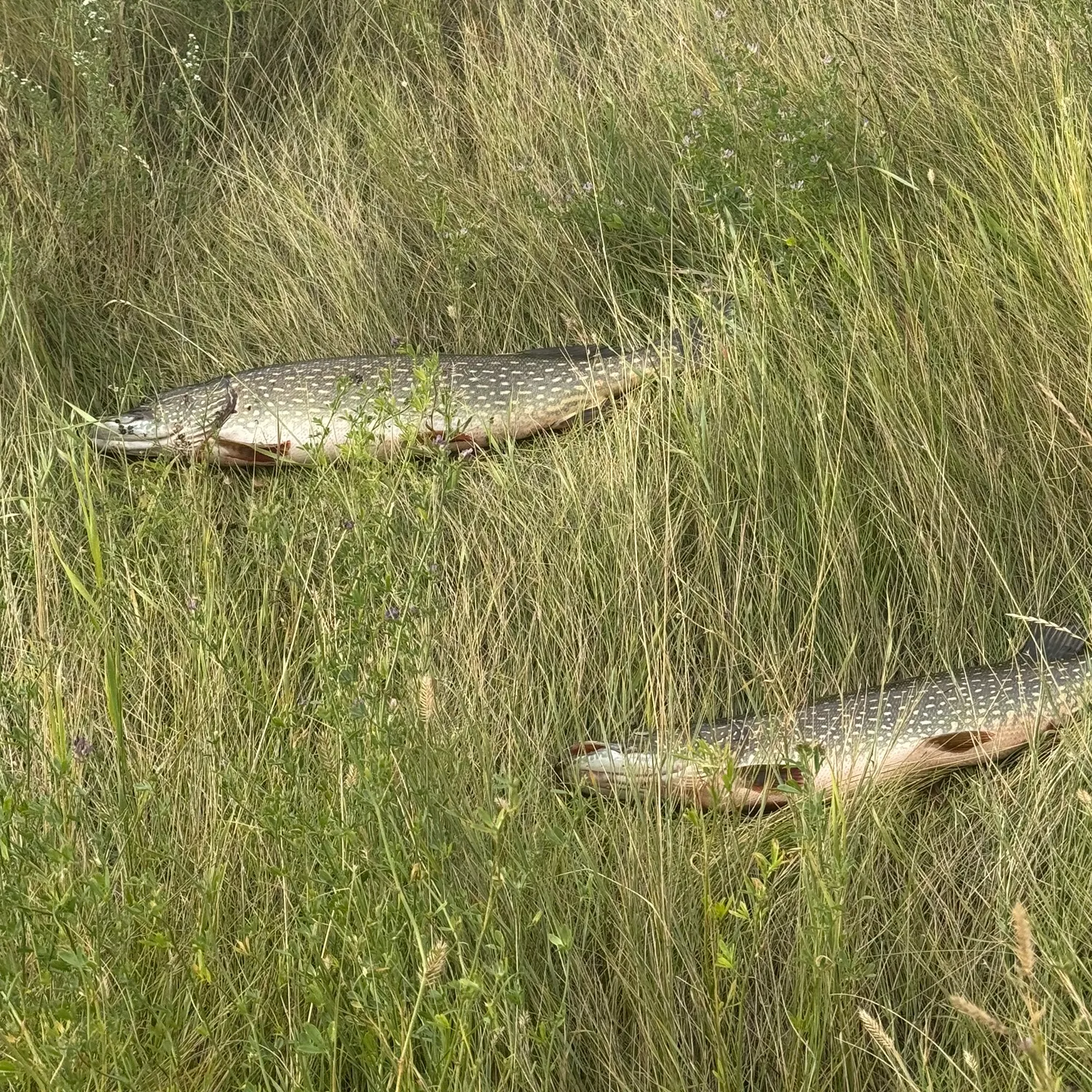 Northern pike caught on Fishbrain