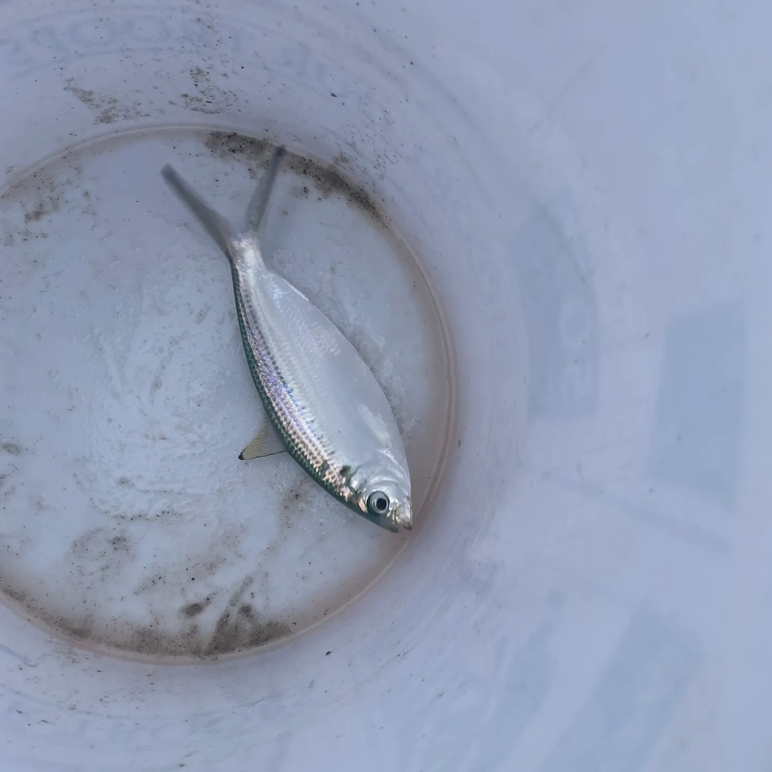 The most recent Atlantic thread herring catches on Fishbrain