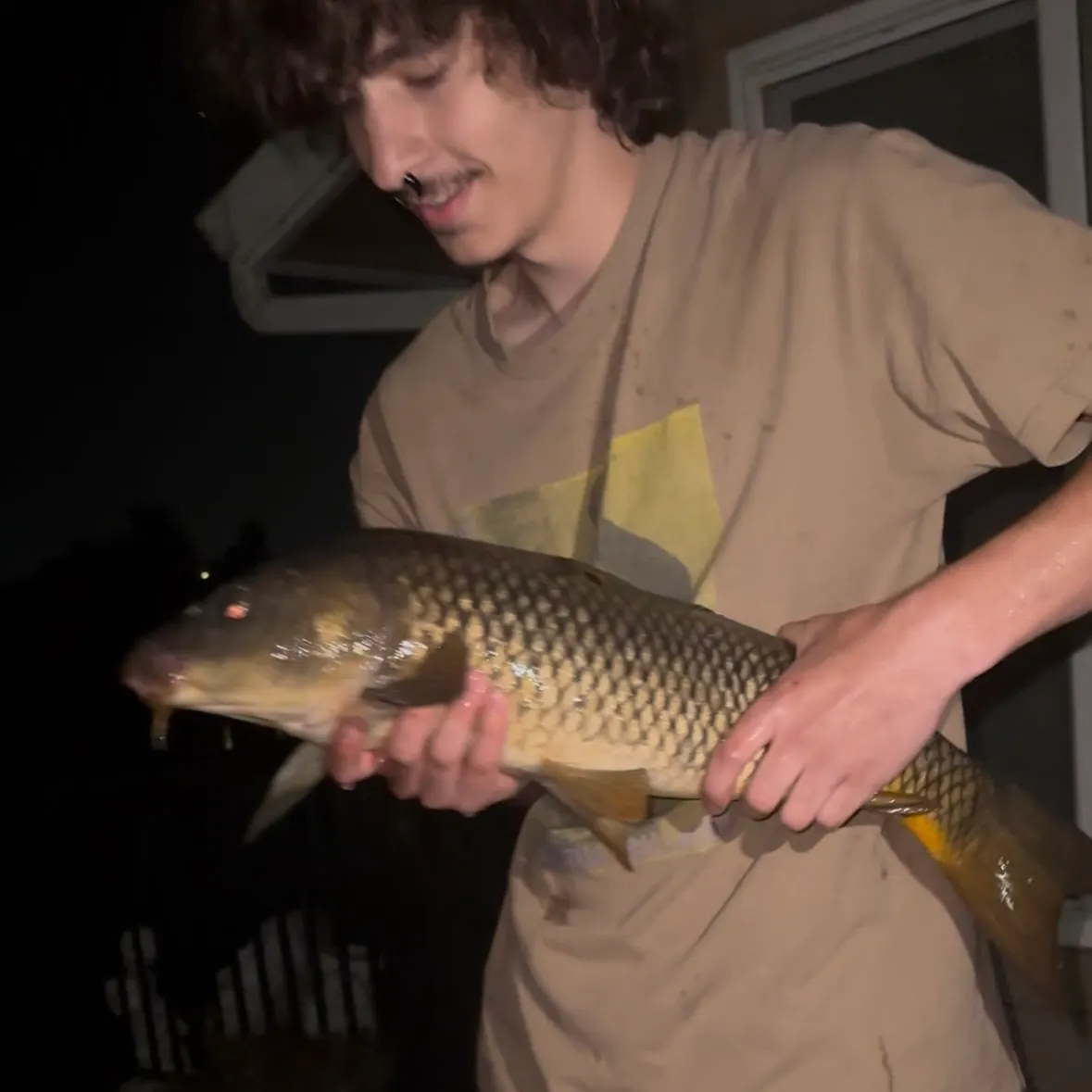 Common carp caught on Fishbrain