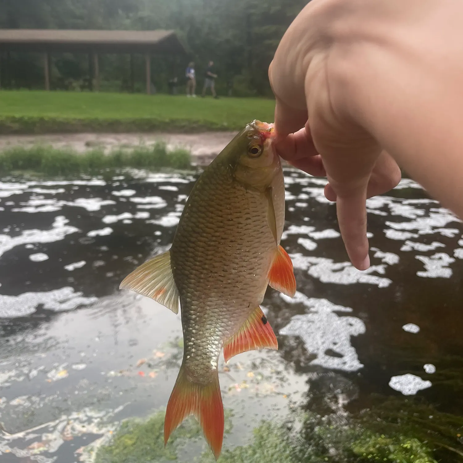 Common rudd caught on Fishbrain