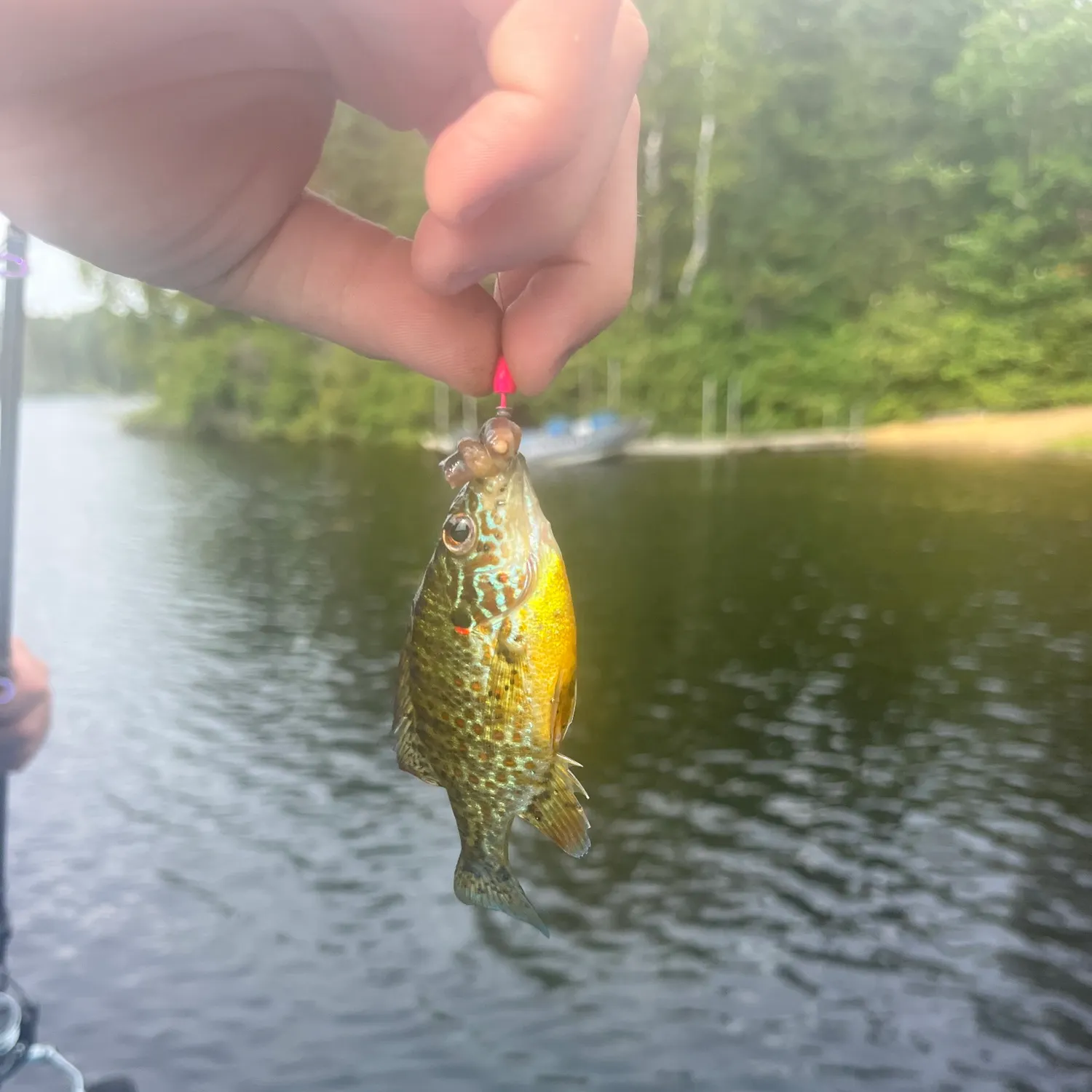 Smallmouth bass caught on Fishbrain