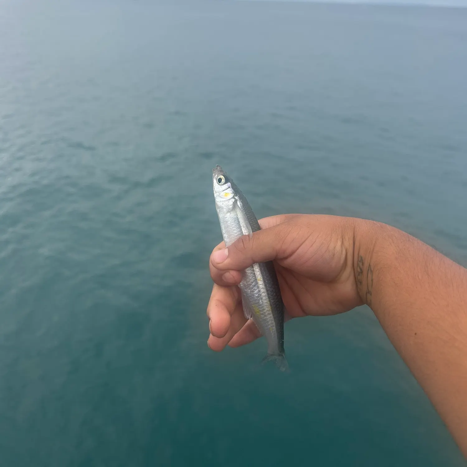 Fish caught on Fishbrain