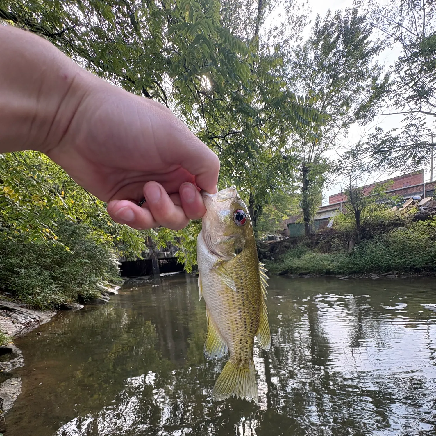 Rock bass caught on Fishbrain