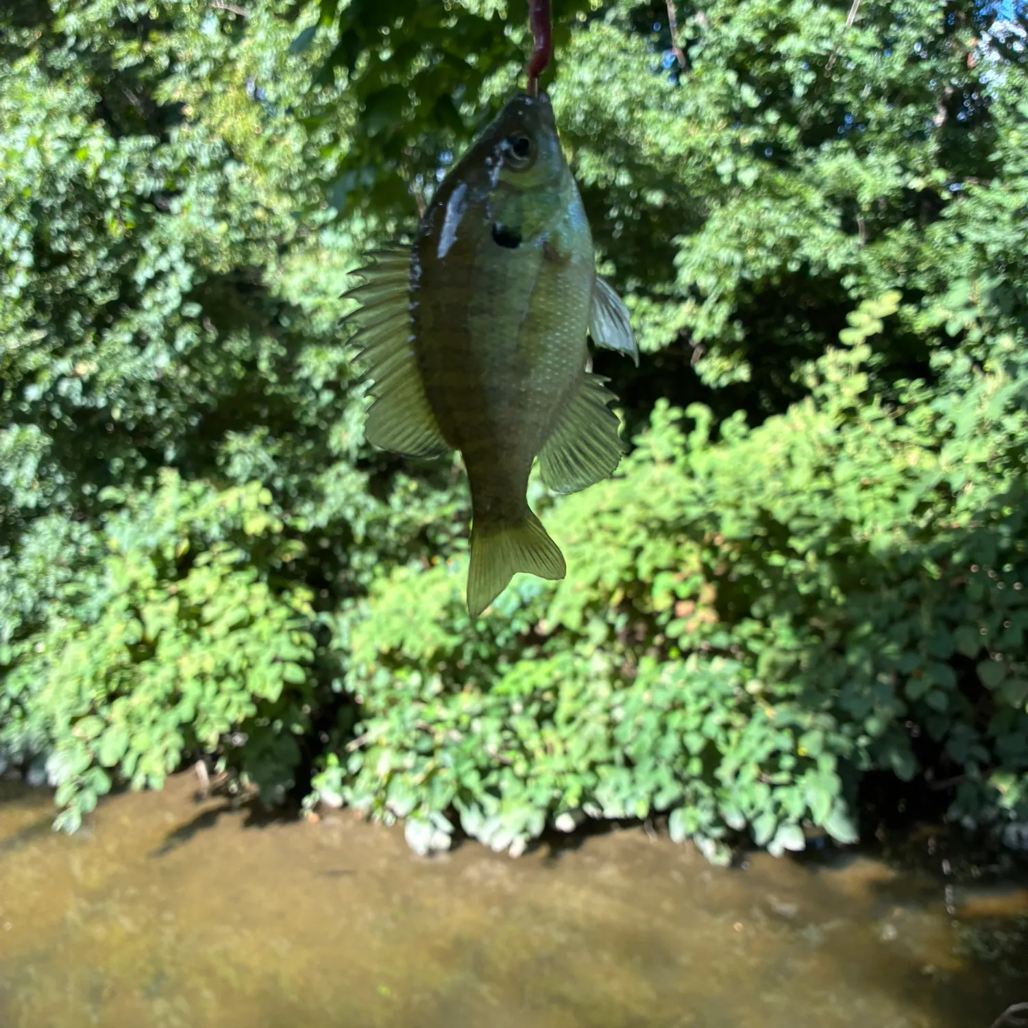 Bluegill caught on Fishbrain