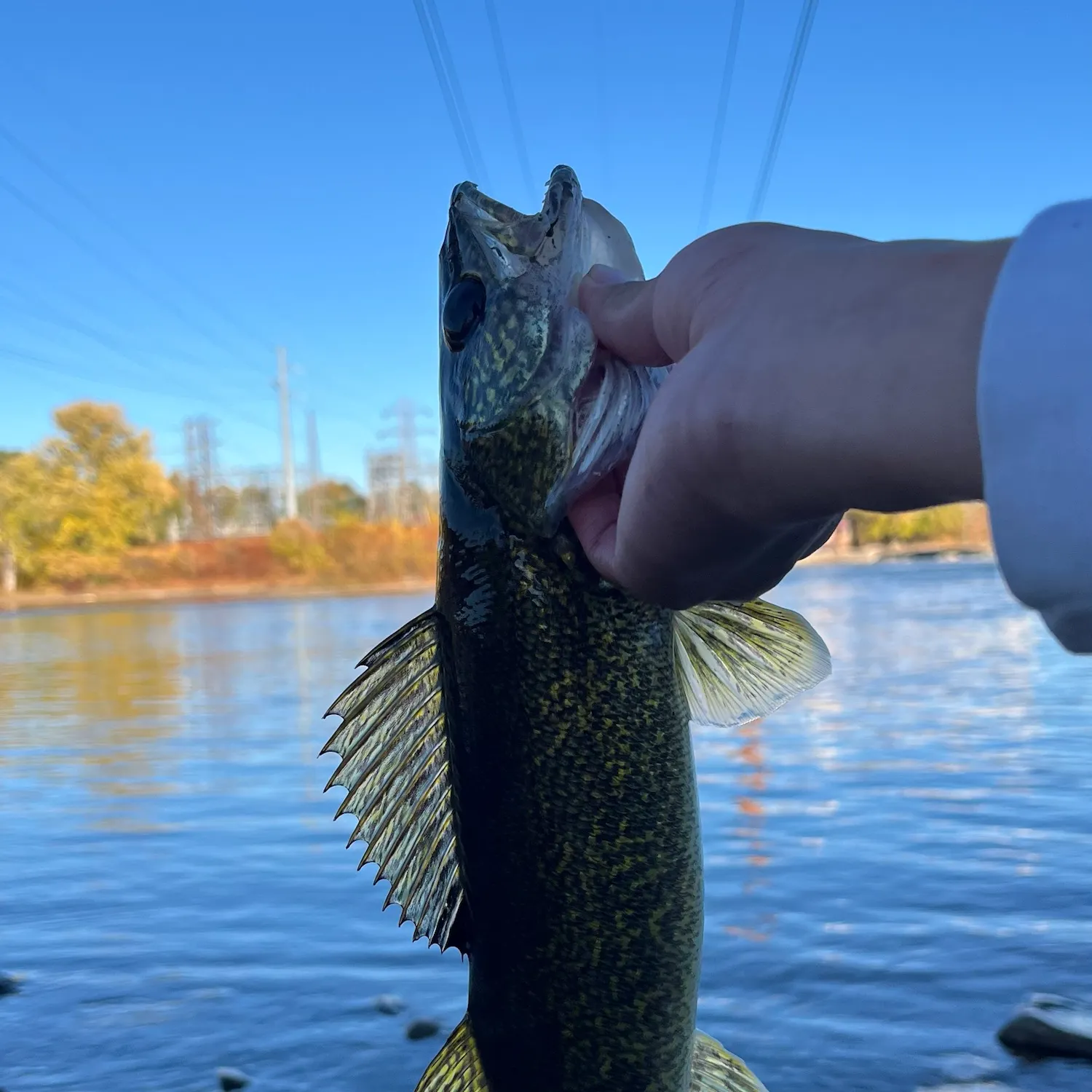 Walleye caught on Fishbrain