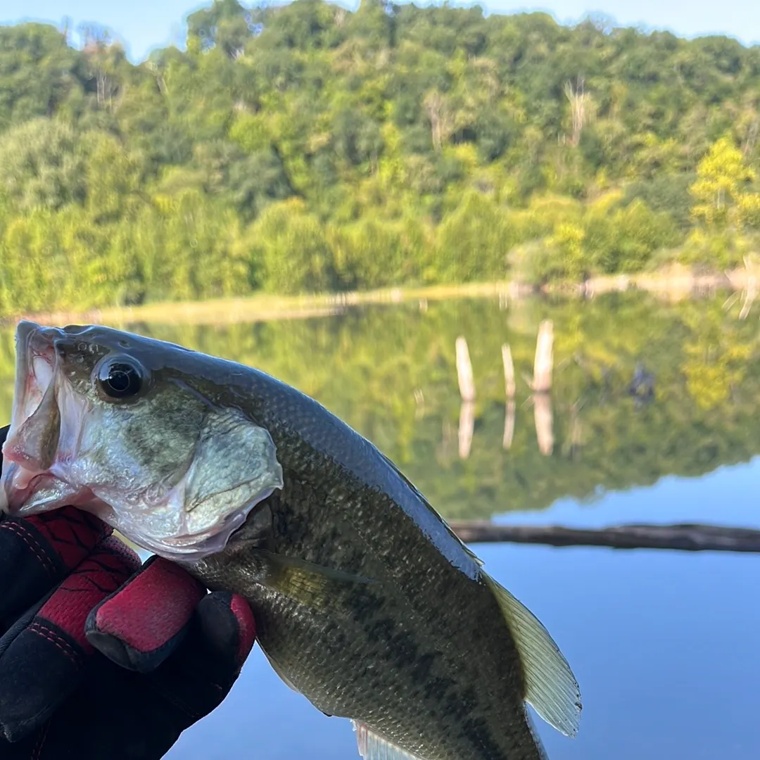 Largemouth bass caught on Fishbrain