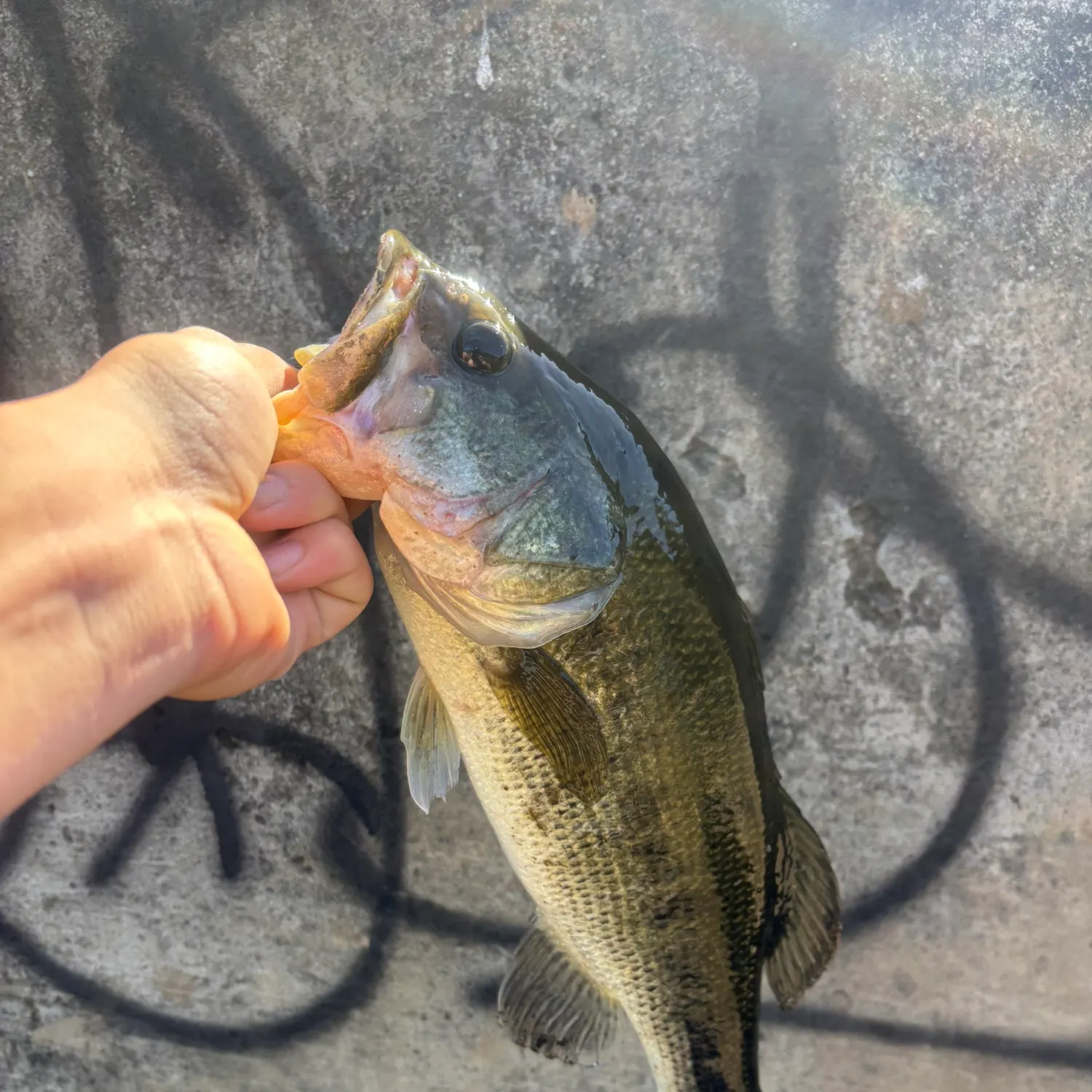 Largemouth bass caught on Fishbrain