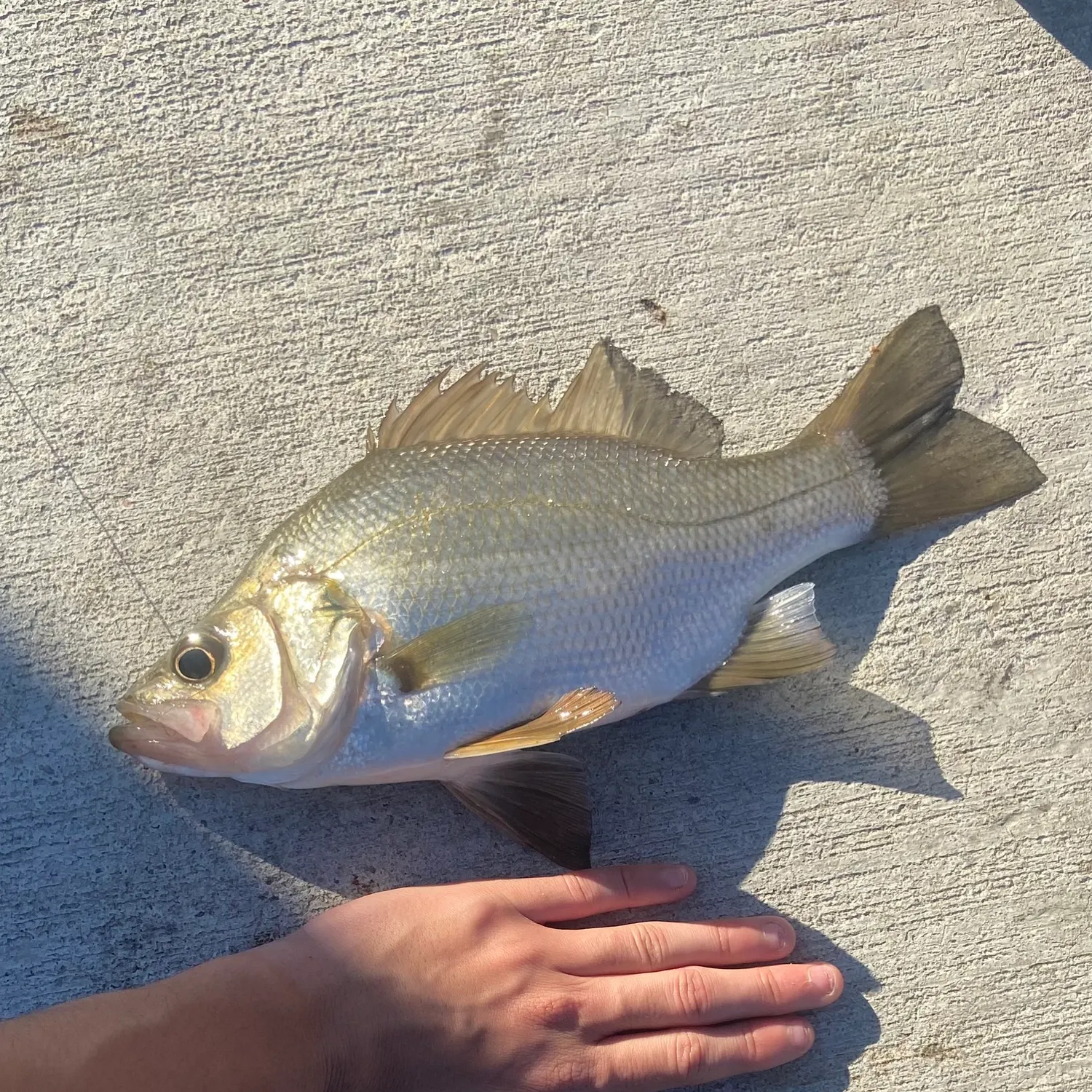 Estuary perch caught on Fishbrain