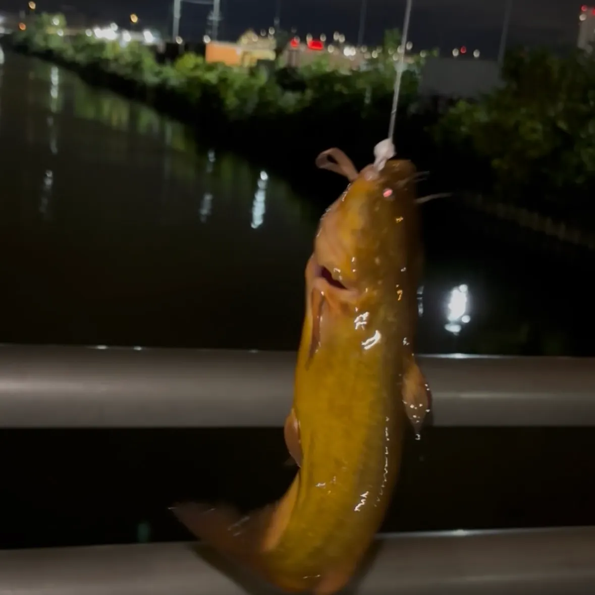 Yellow bullhead caught on Fishbrain