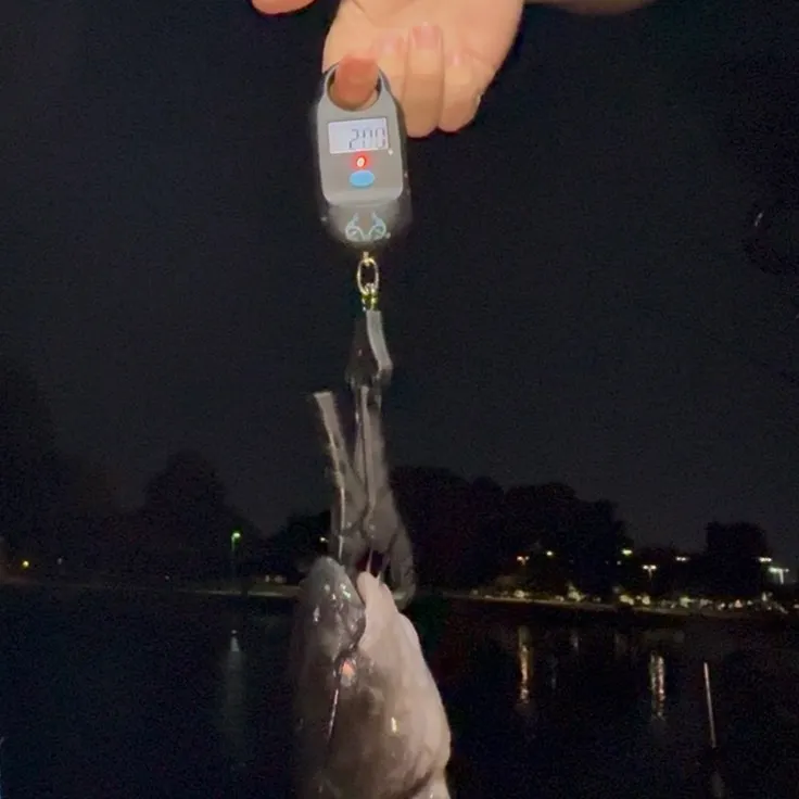 Channel catfish caught on Fishbrain