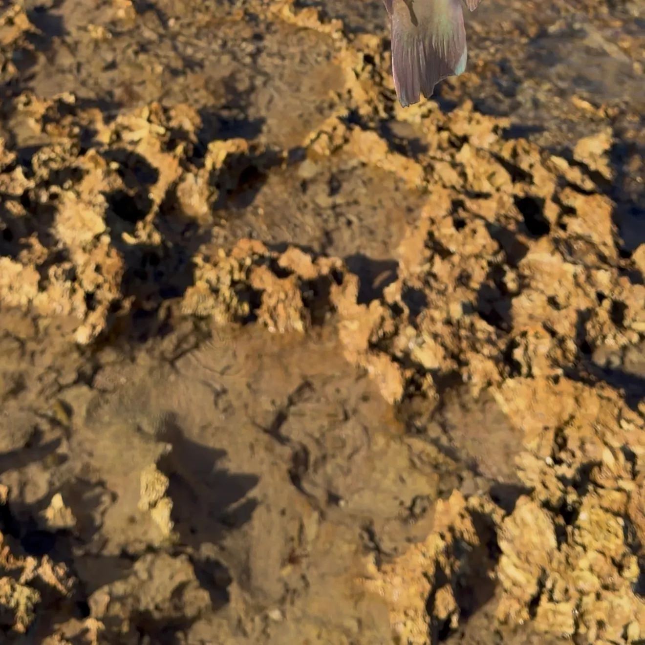 The most recent Blue tuskfish catches on Fishbrain