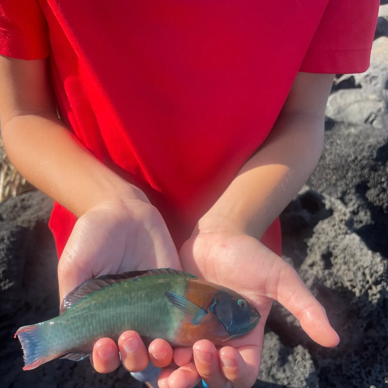 Cuckoo wrasse caught on Fishbrain