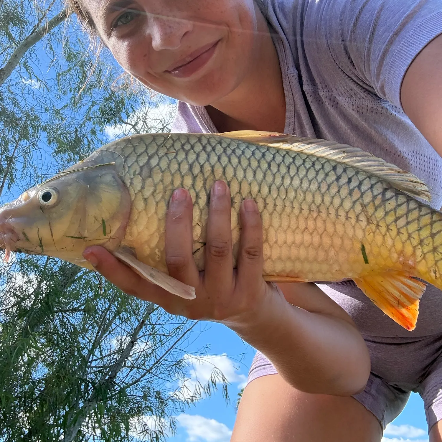 Common carp caught on Fishbrain