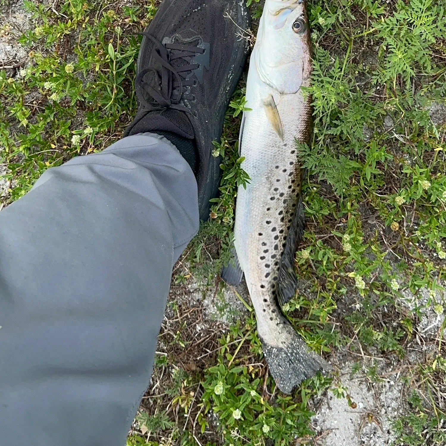 The most recent Spotted seatrout catches on Fishbrain