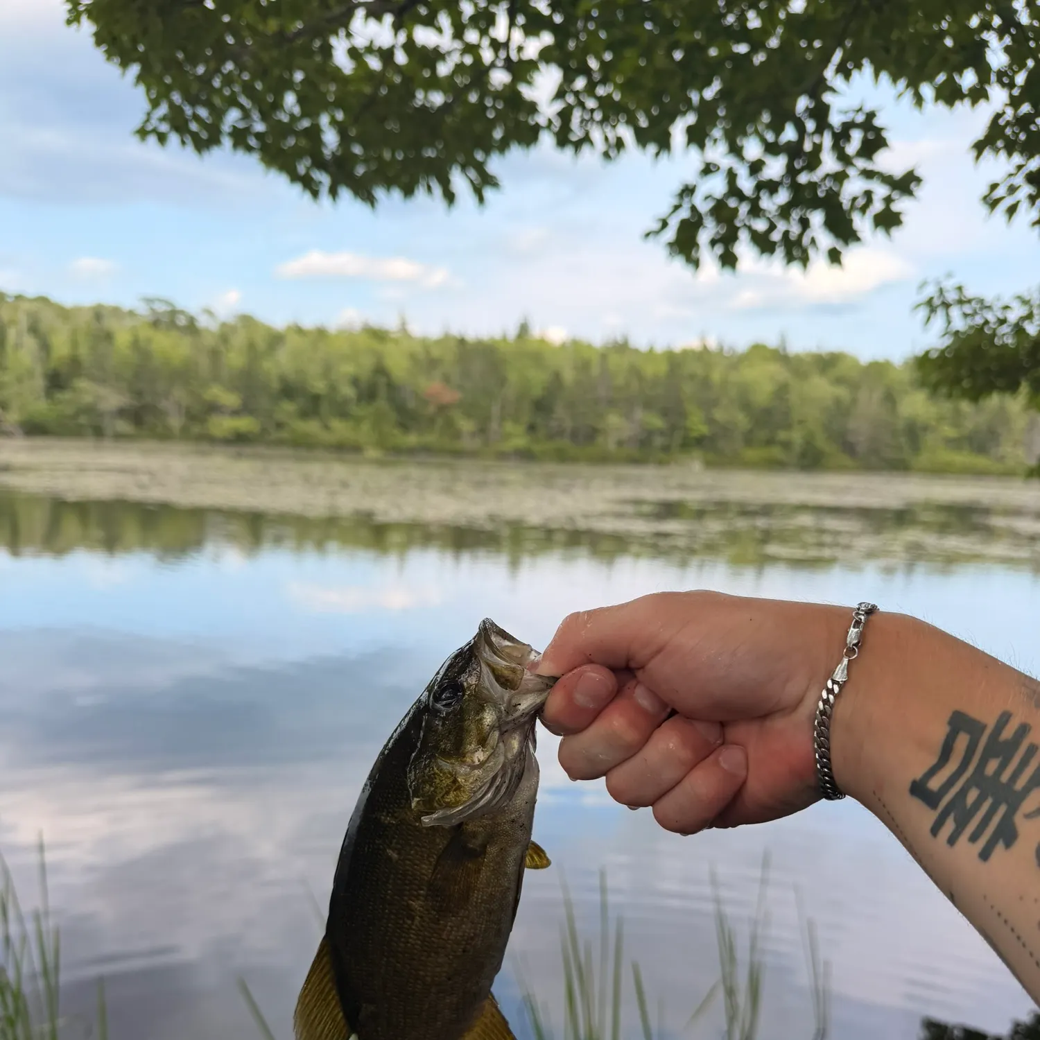 Smallmouth bass caught on Fishbrain