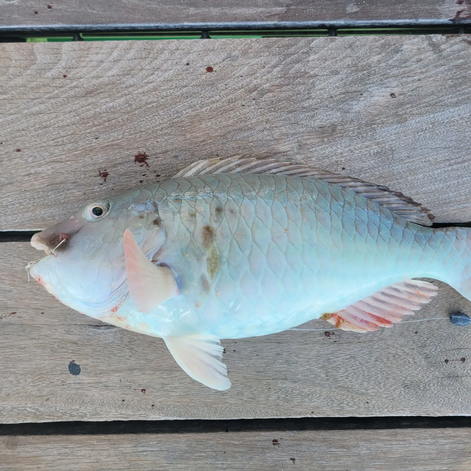 The most recent Blue parrotfish catches on Fishbrain