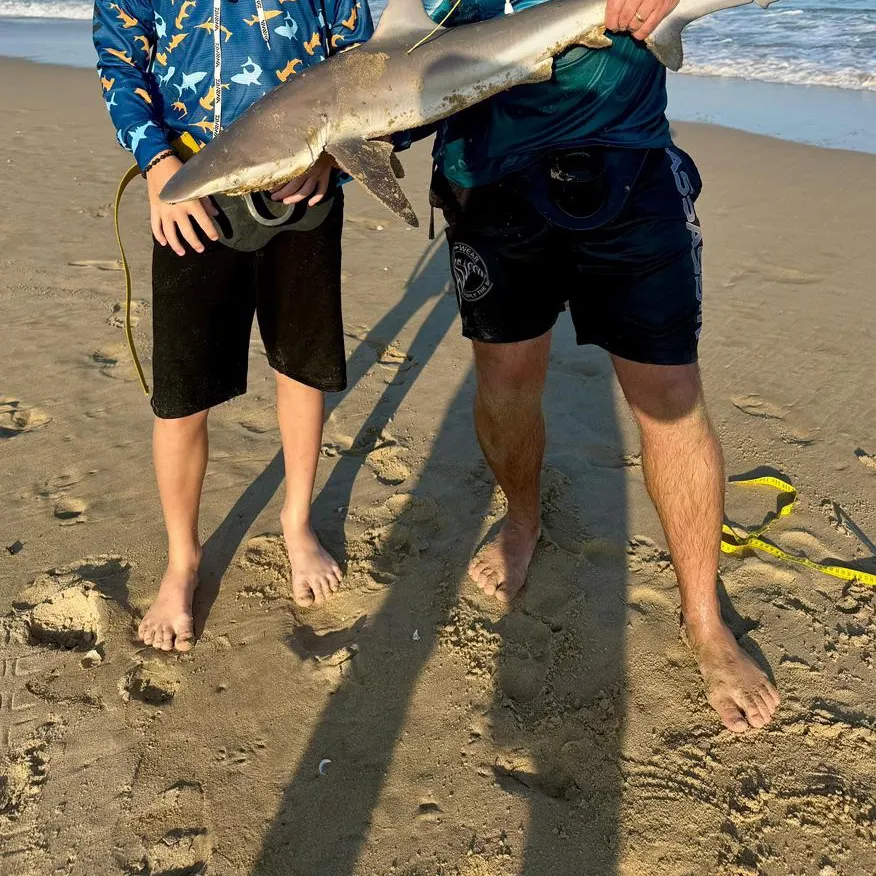 The most recent Copper shark catches on Fishbrain