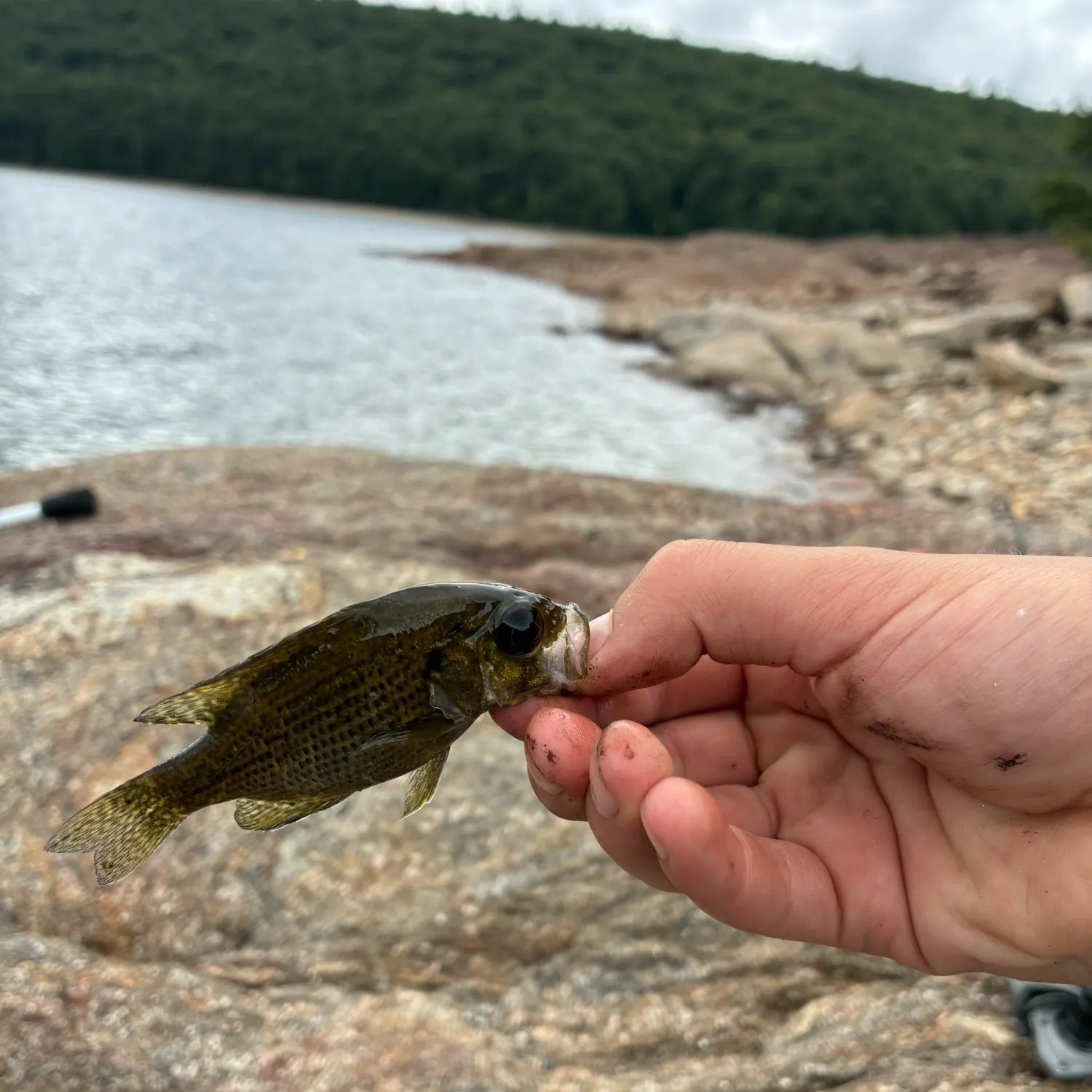 Rock bass caught on Fishbrain