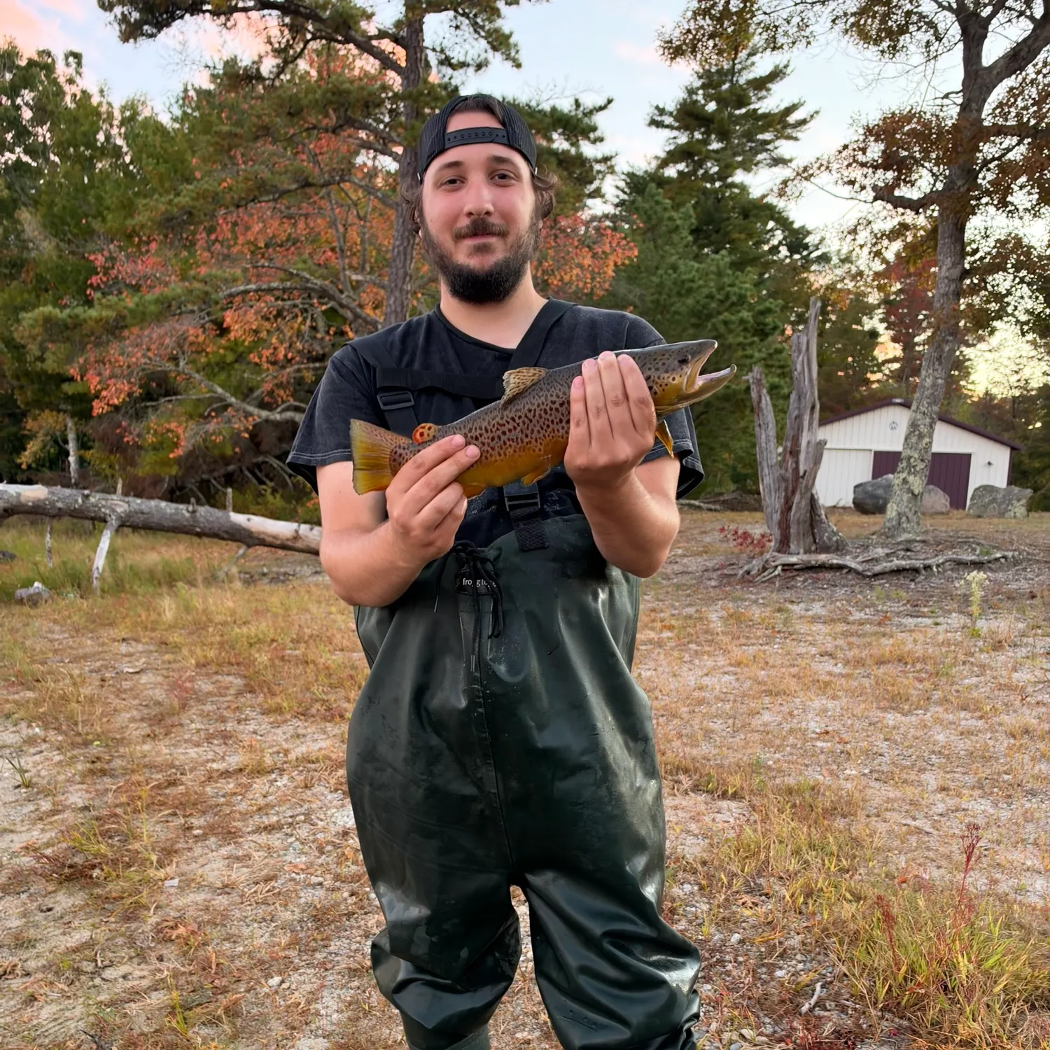 Brown trout caught on Fishbrain