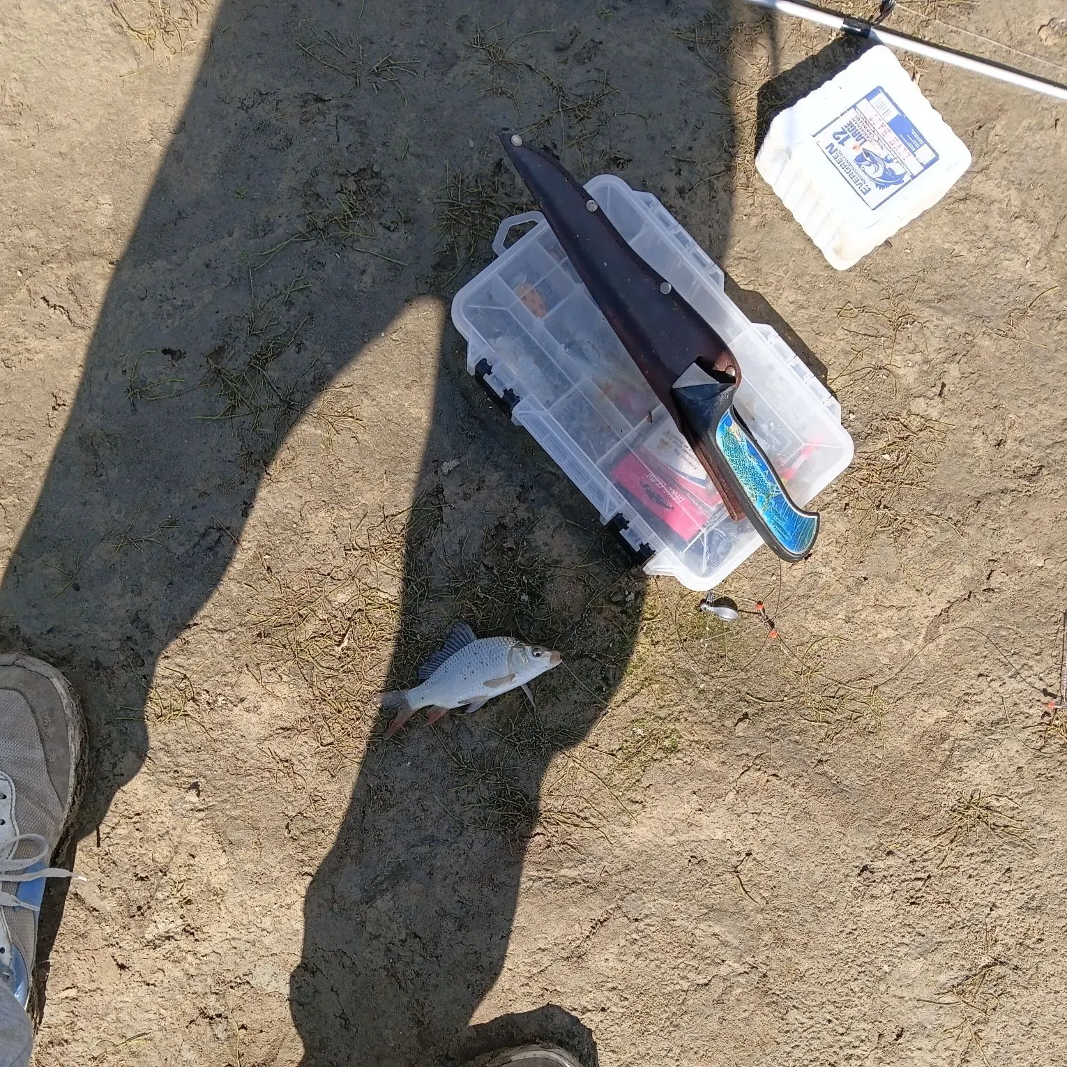 Common carp caught on Fishbrain