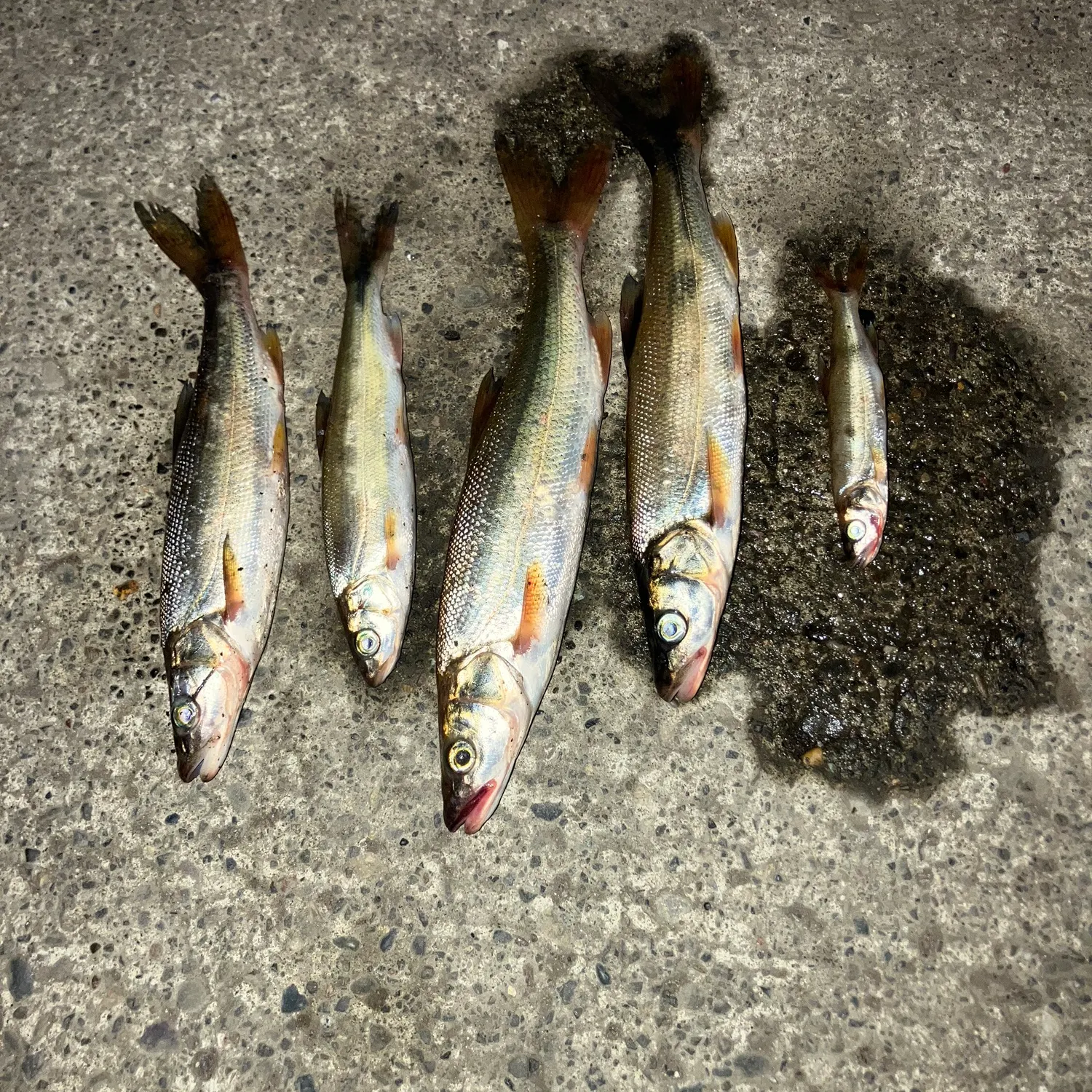 The most recent Northern pikeminnow catches on Fishbrain