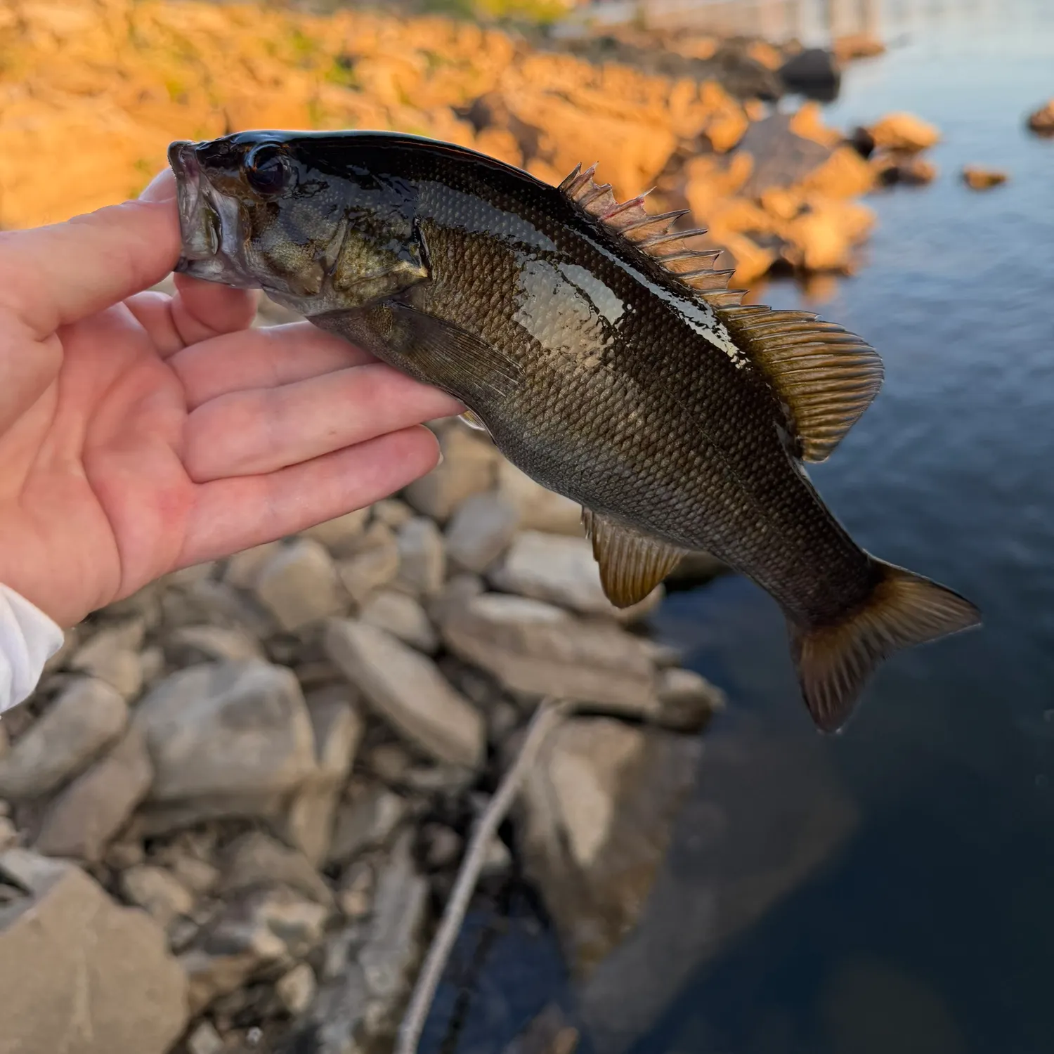 Smallmouth bass caught on Fishbrain