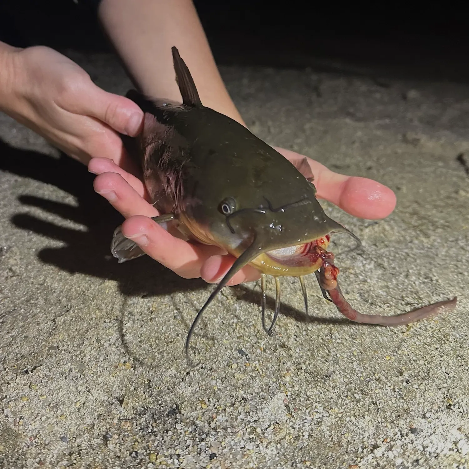 Black bullhead caught on Fishbrain