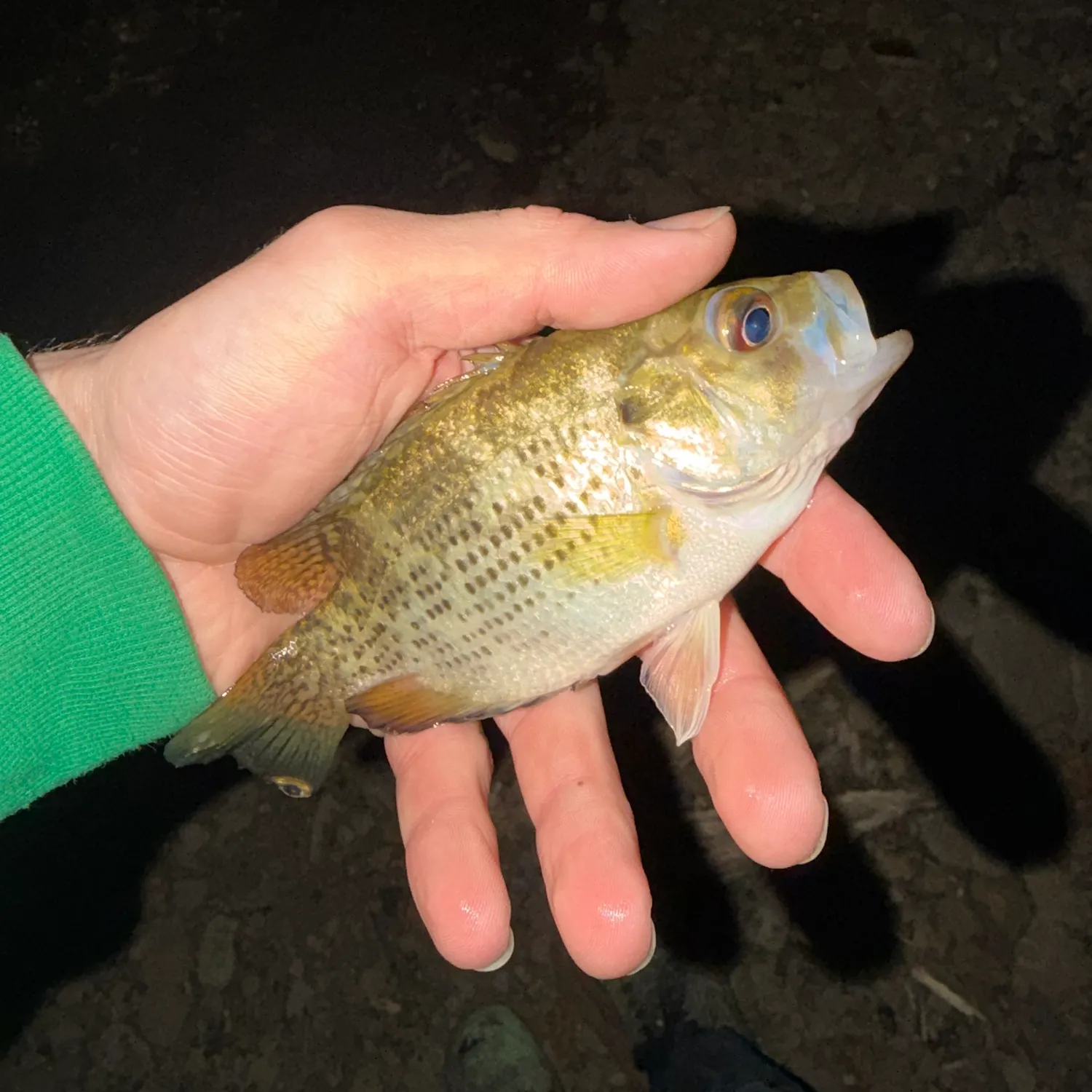 Rock bass caught on Fishbrain