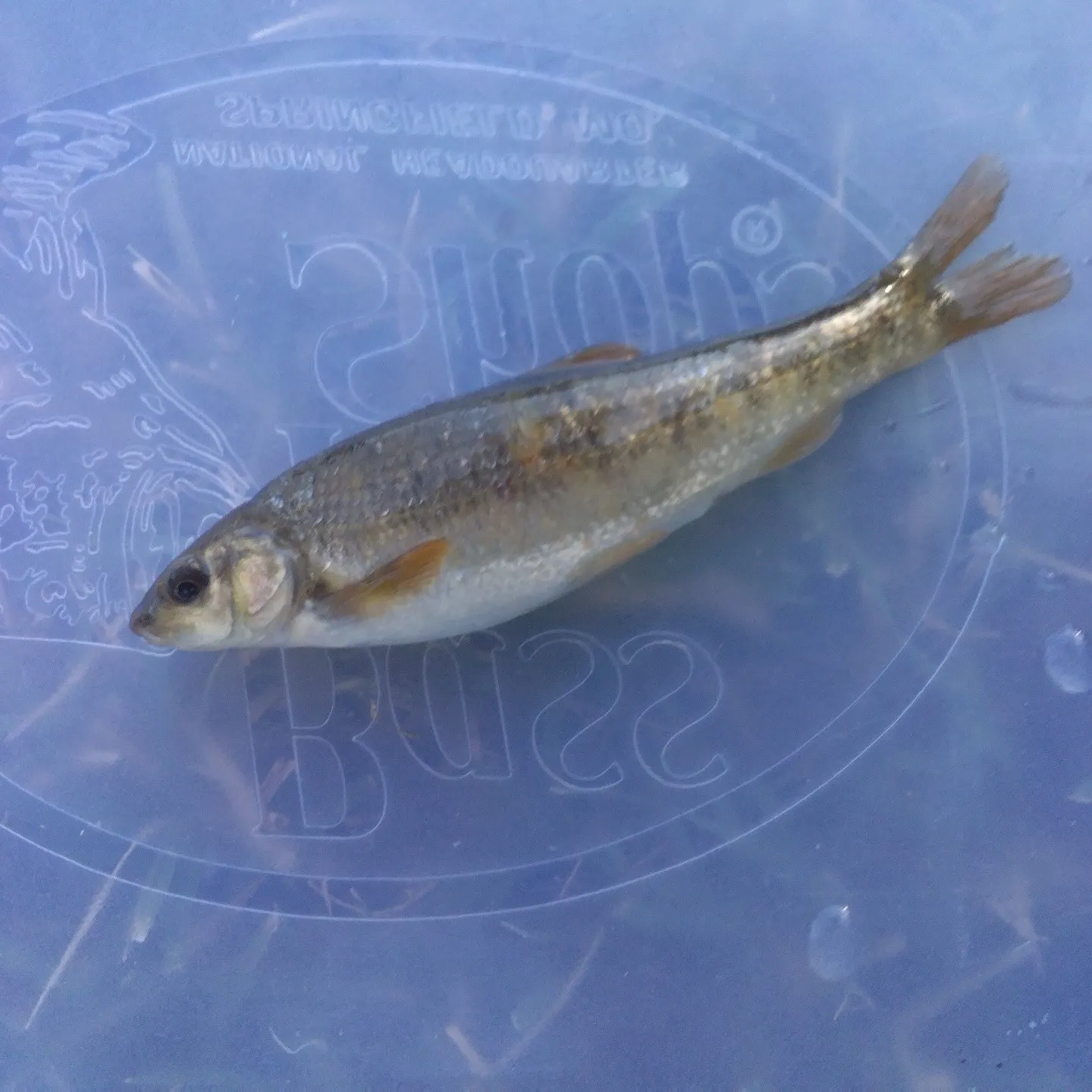 Creek chub caught on Fishbrain