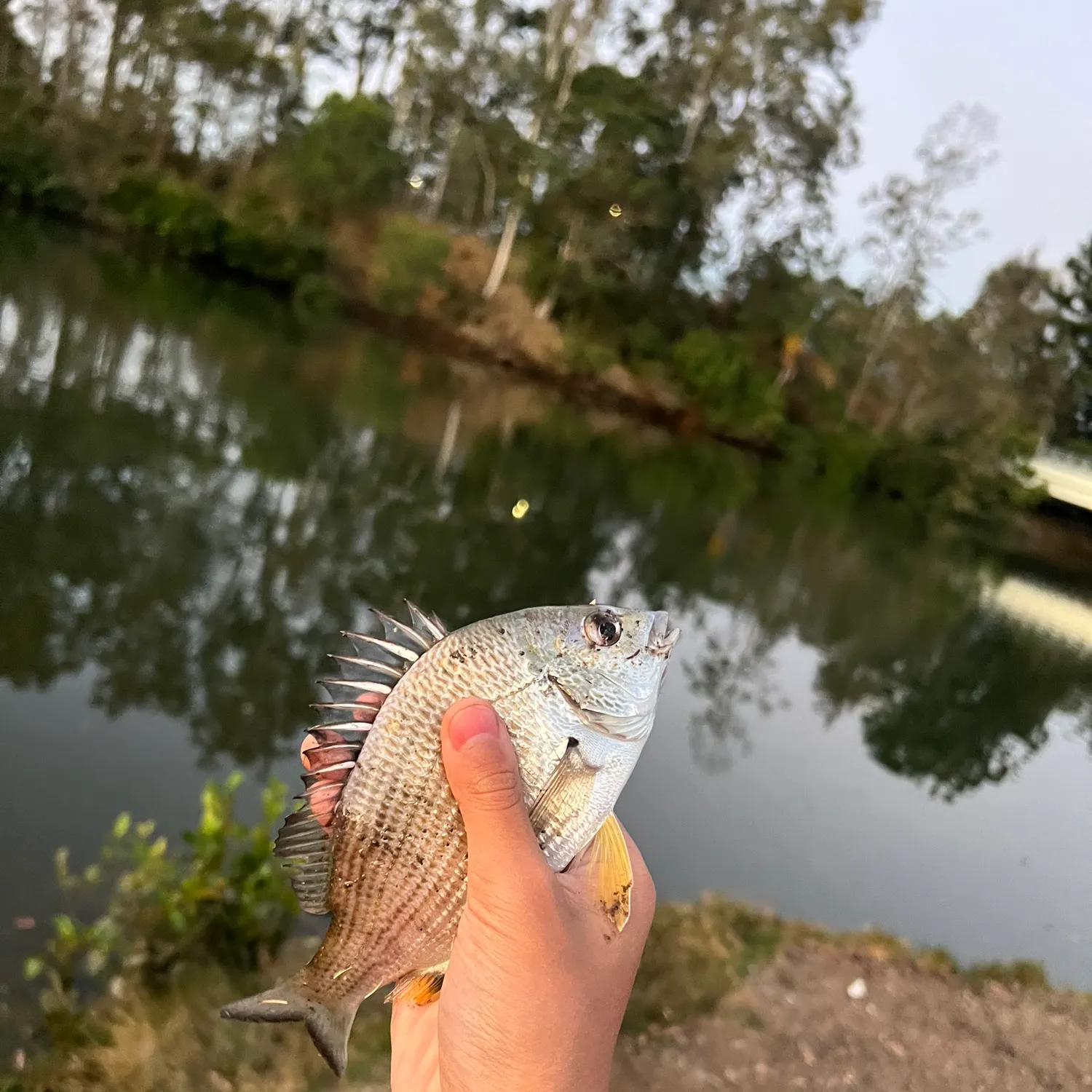 Surf bream caught on Fishbrain