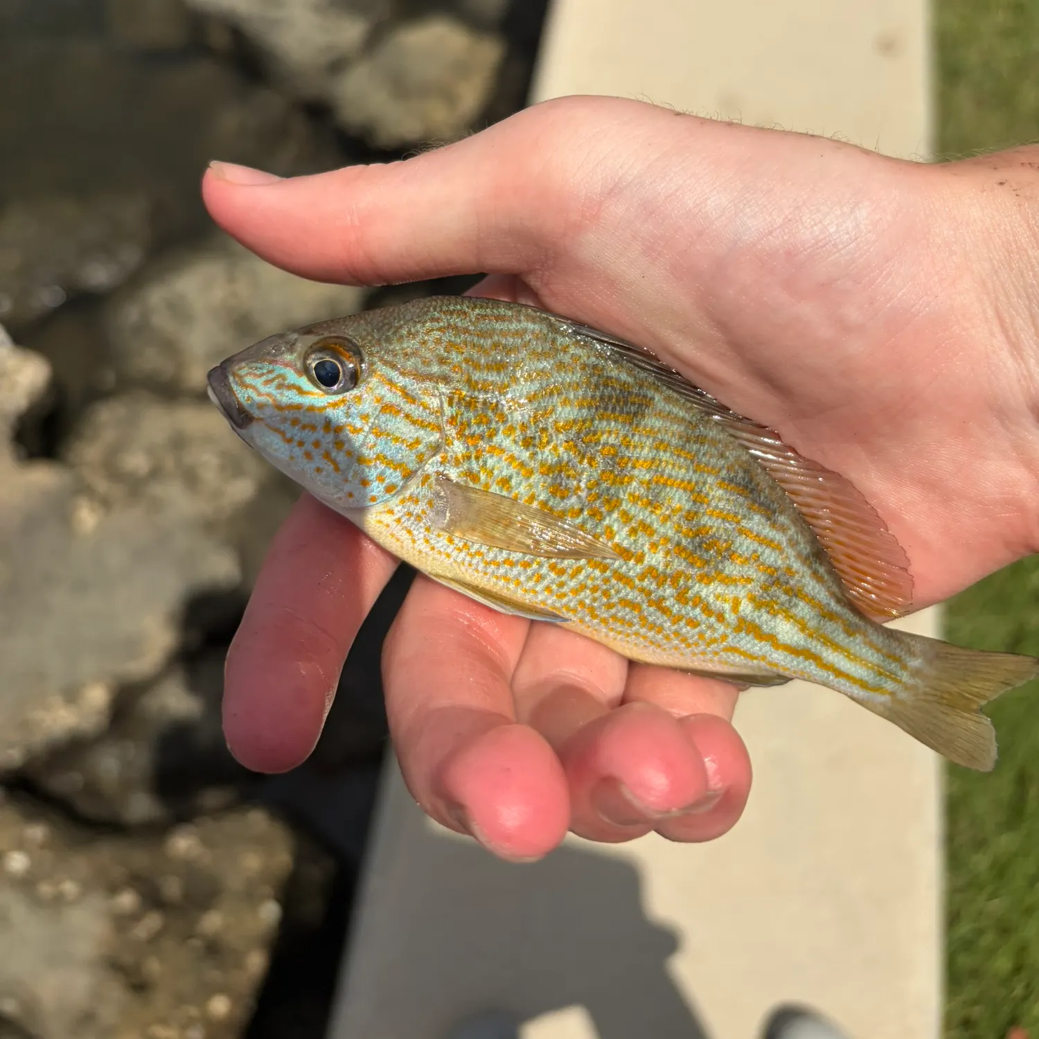 catch
